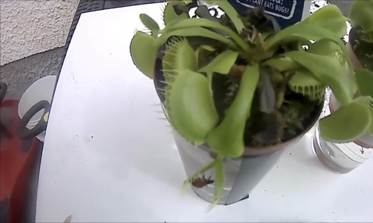 The moment right before the Venus flytrap eats a ladybug r/pics