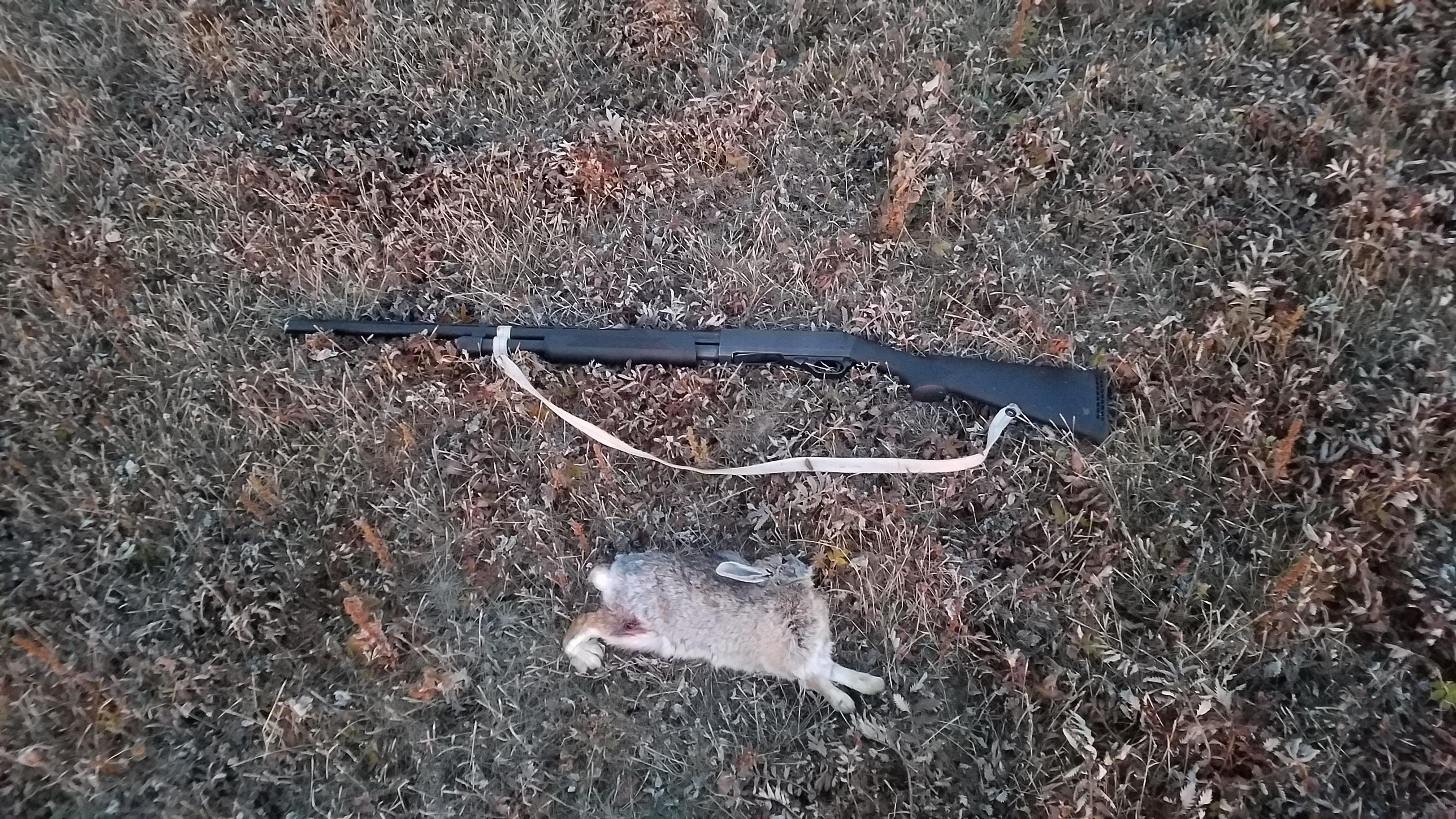 2021 Rabbit hunt. Shot her at 10 yards with my H&R 20 gauge. r/Hunting