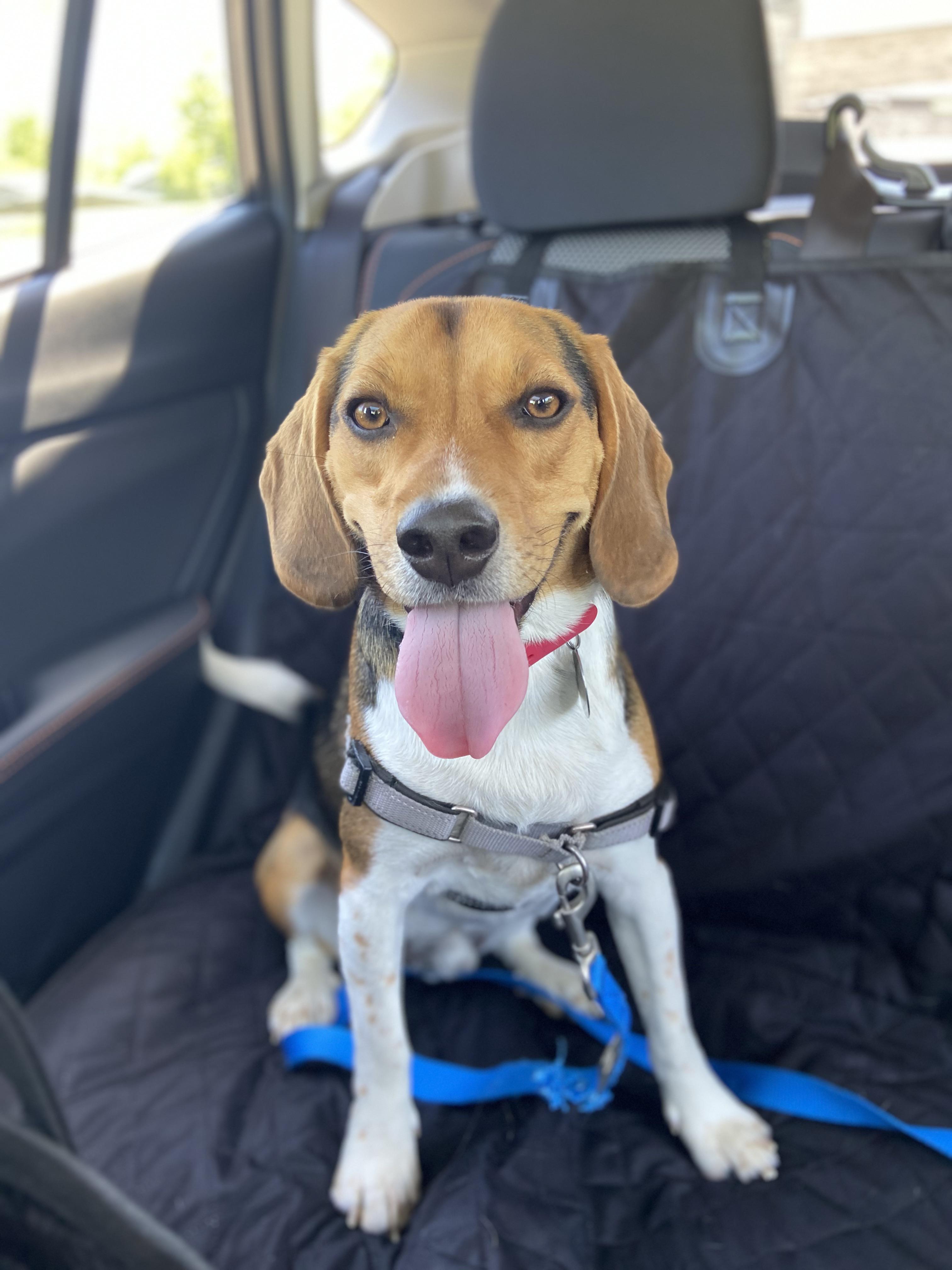 Pocket Beagle Puppies For Sale In Nc Womanobsession