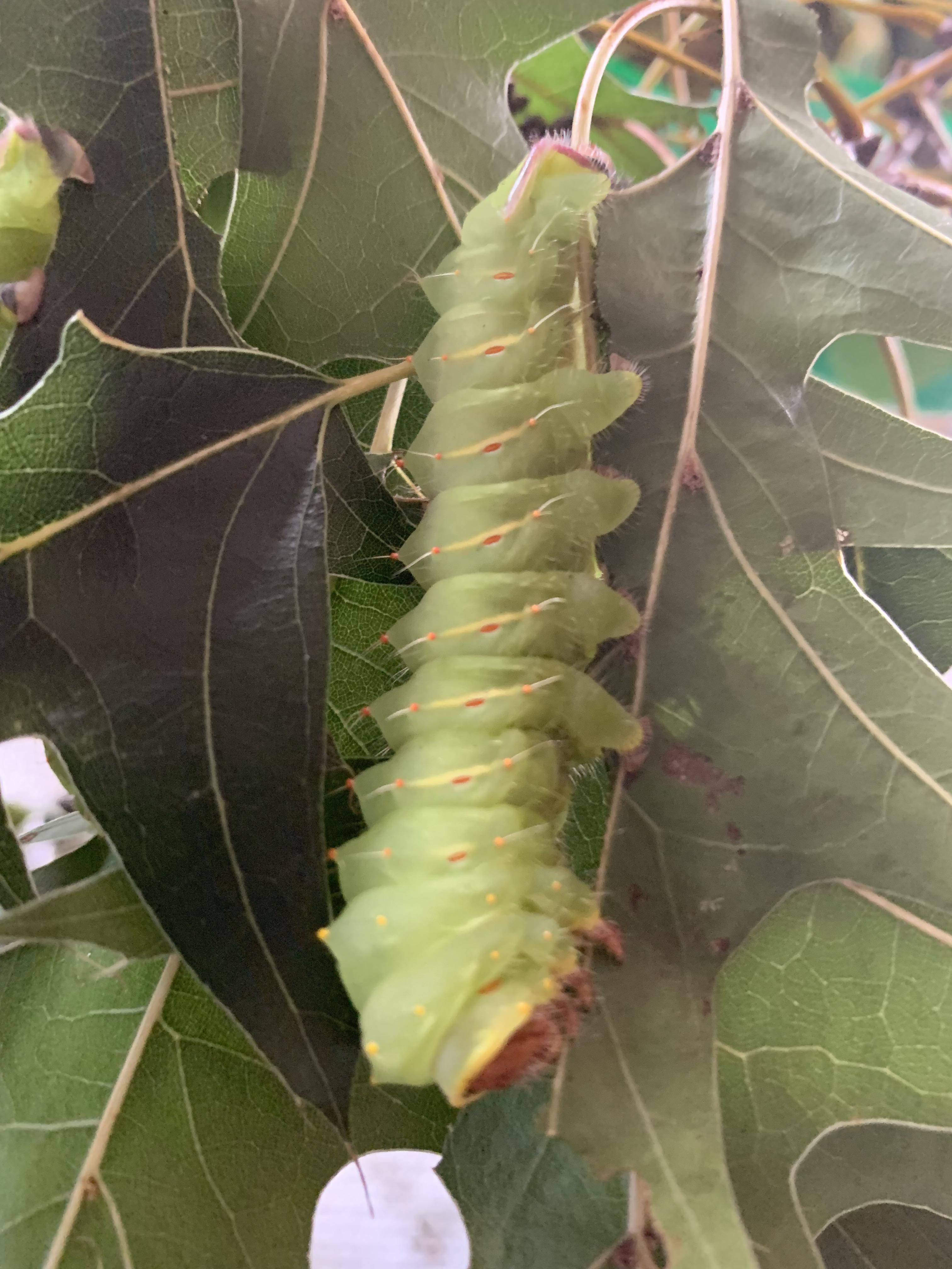 No ID needed. Beautiful Silk Moth Caterpillar. Western Kansas r