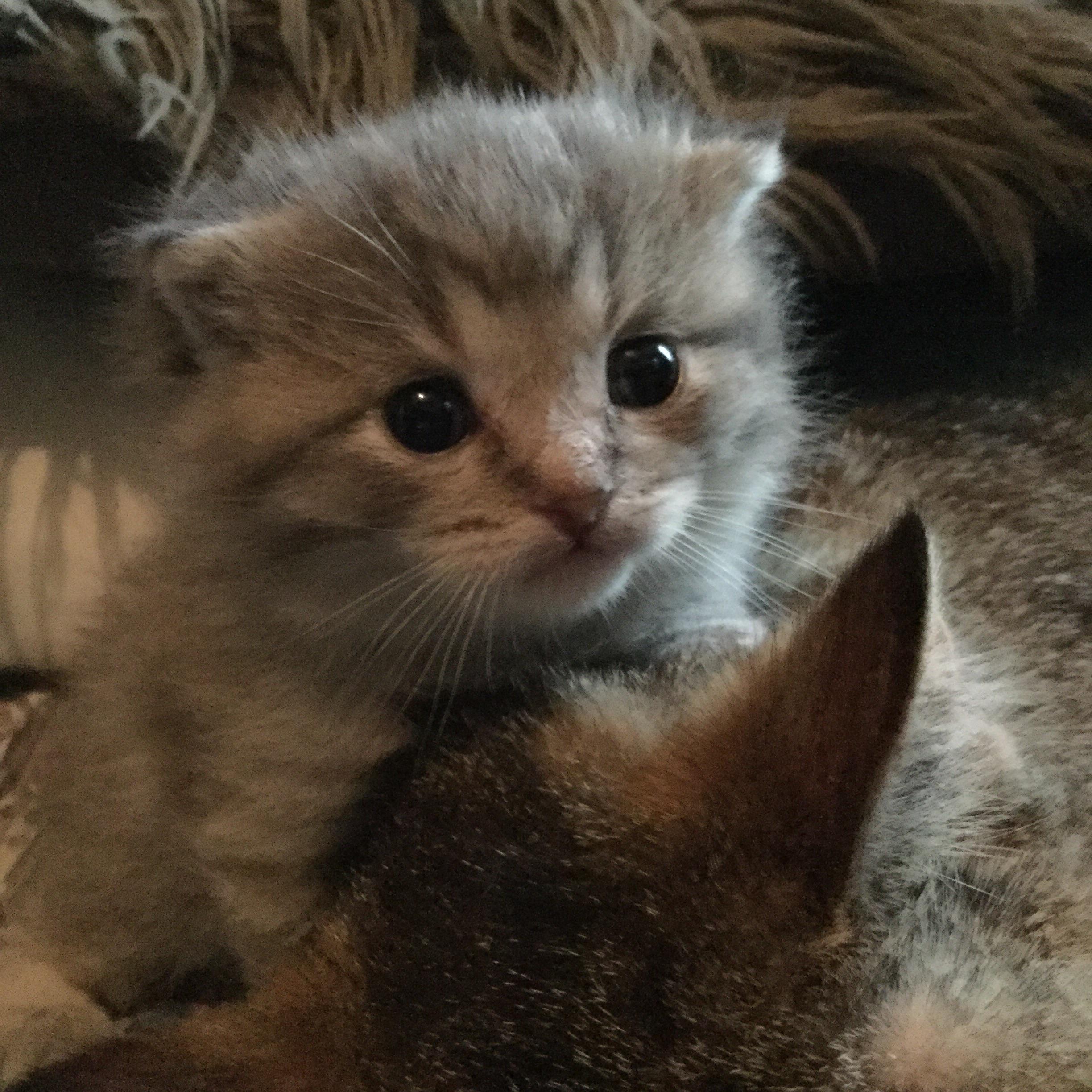 My girlfriend’s 3 week old kitten r/aww