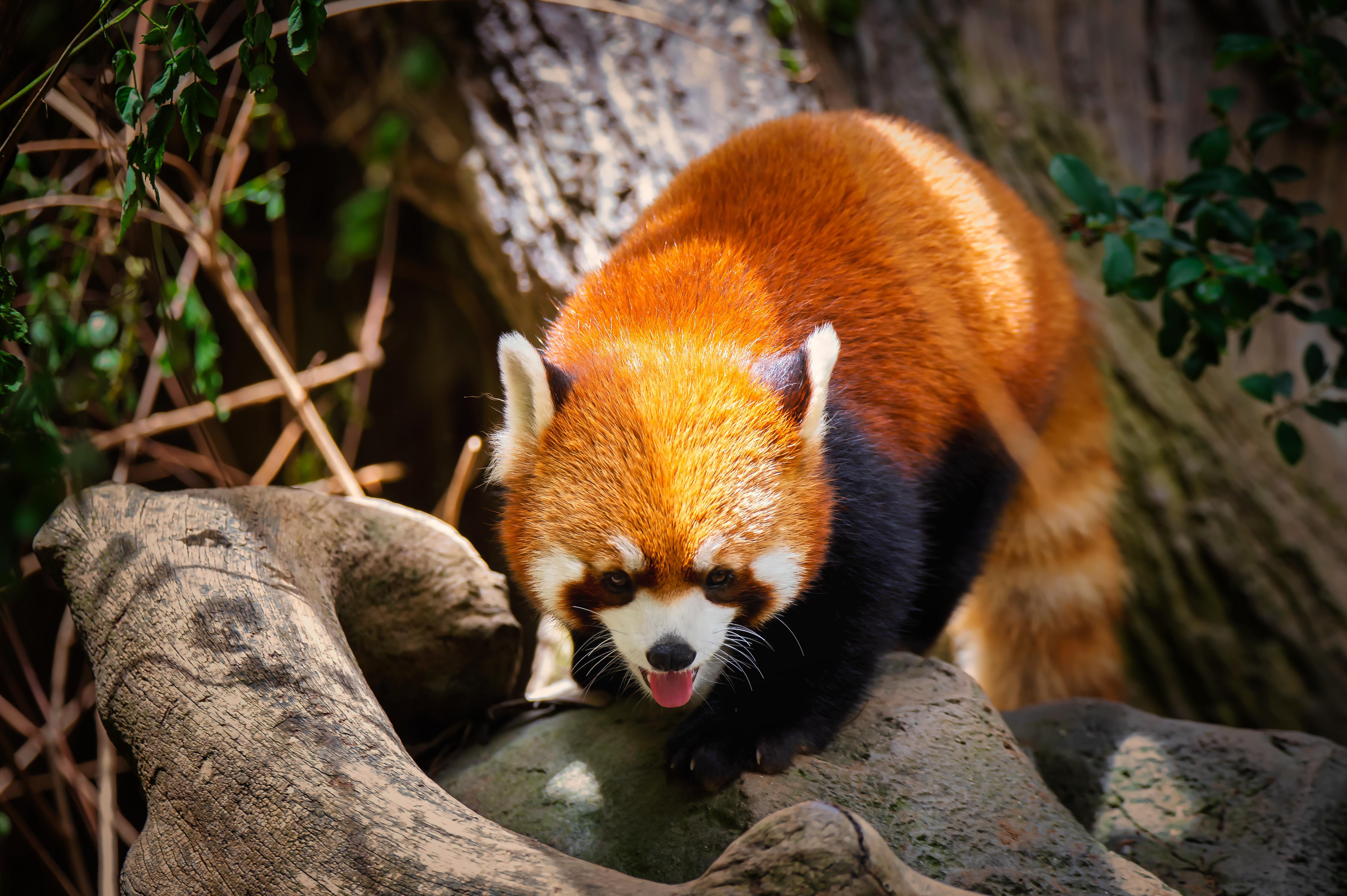 Red panda at the San Diego zoo r/SanDiego_Photography