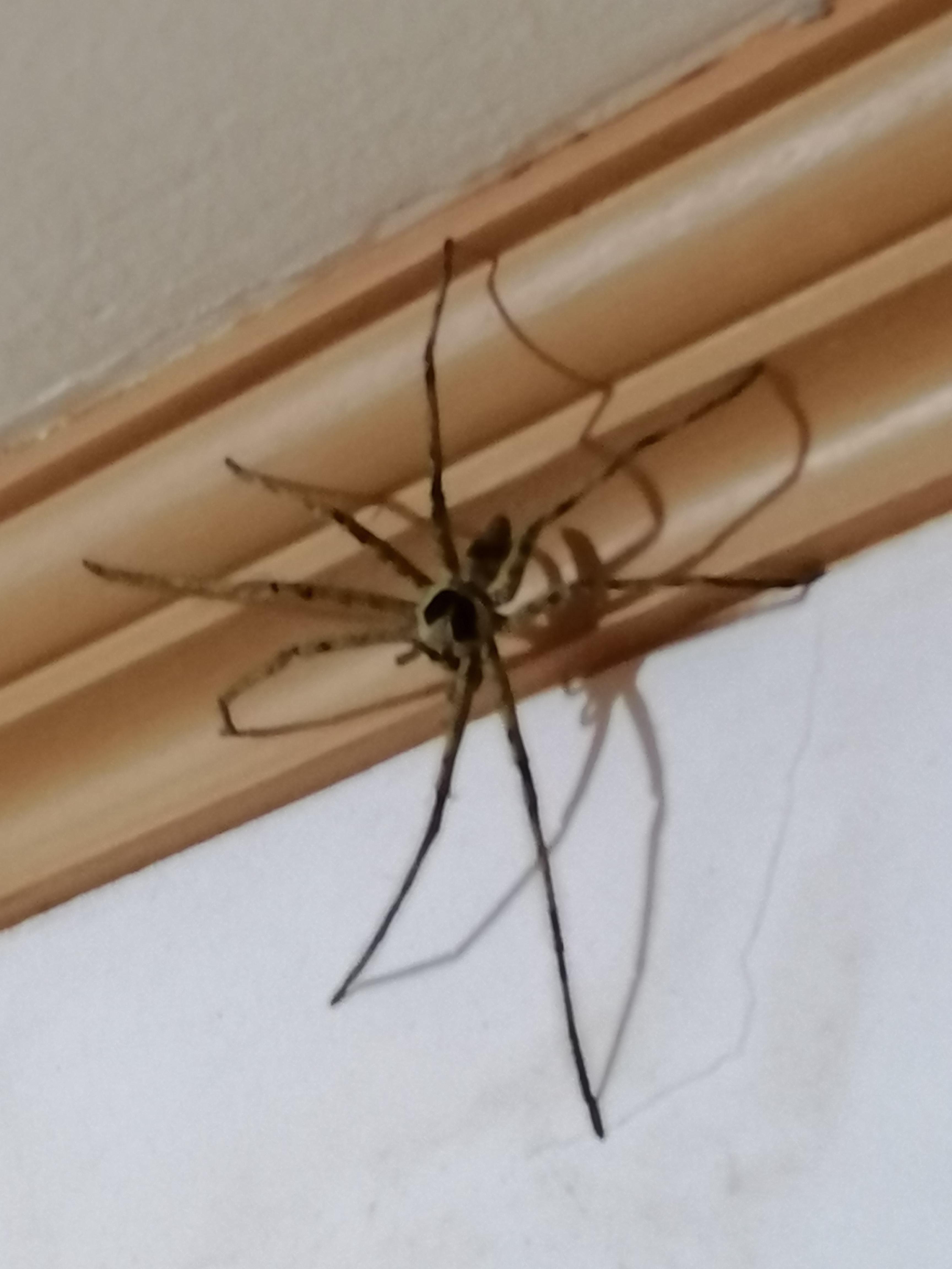To any arachnologists of the Ph, what is the name of this big and brown