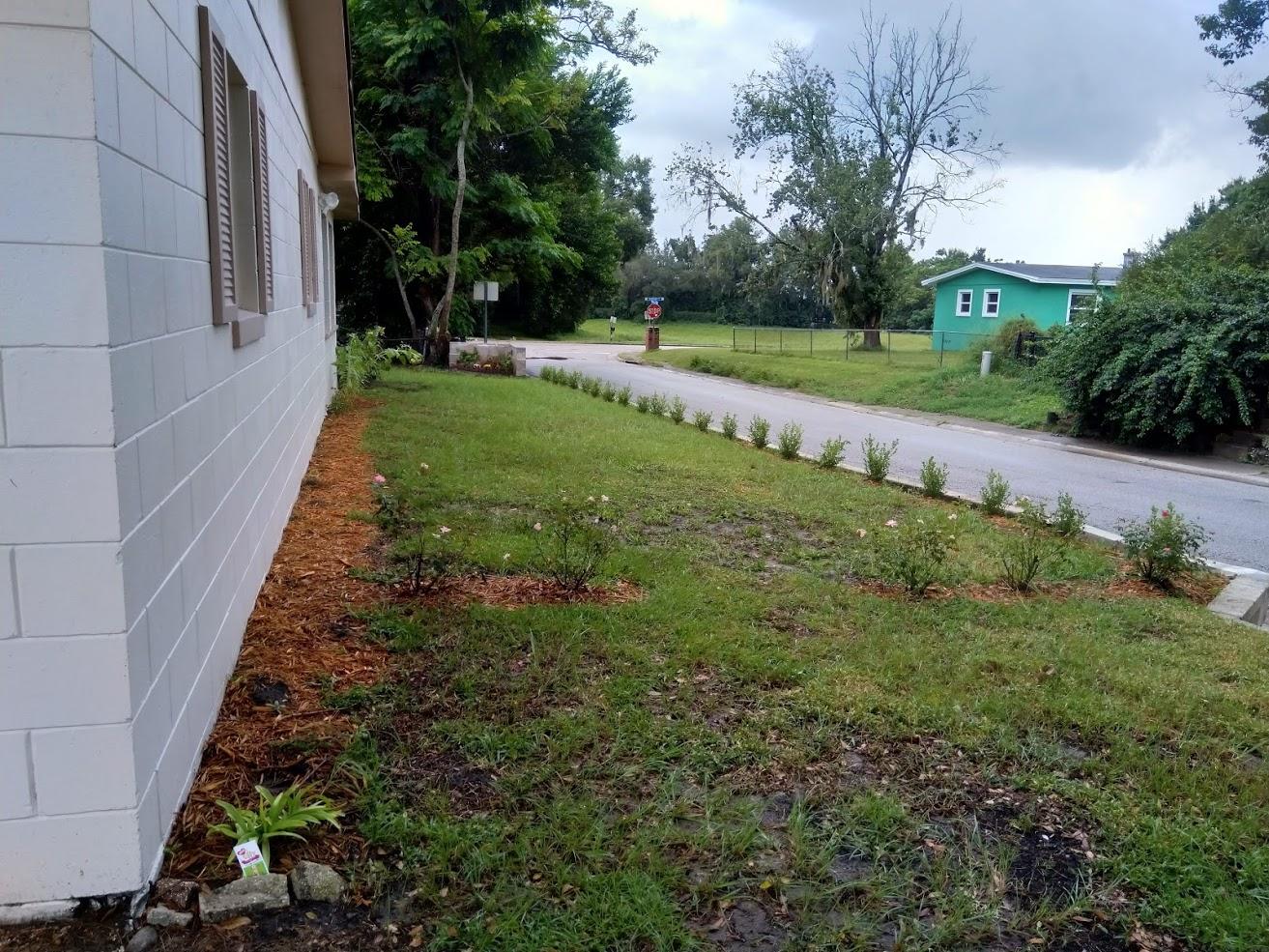 Question Japanese Boxwood (Buxus microphylla japonica) growth rates