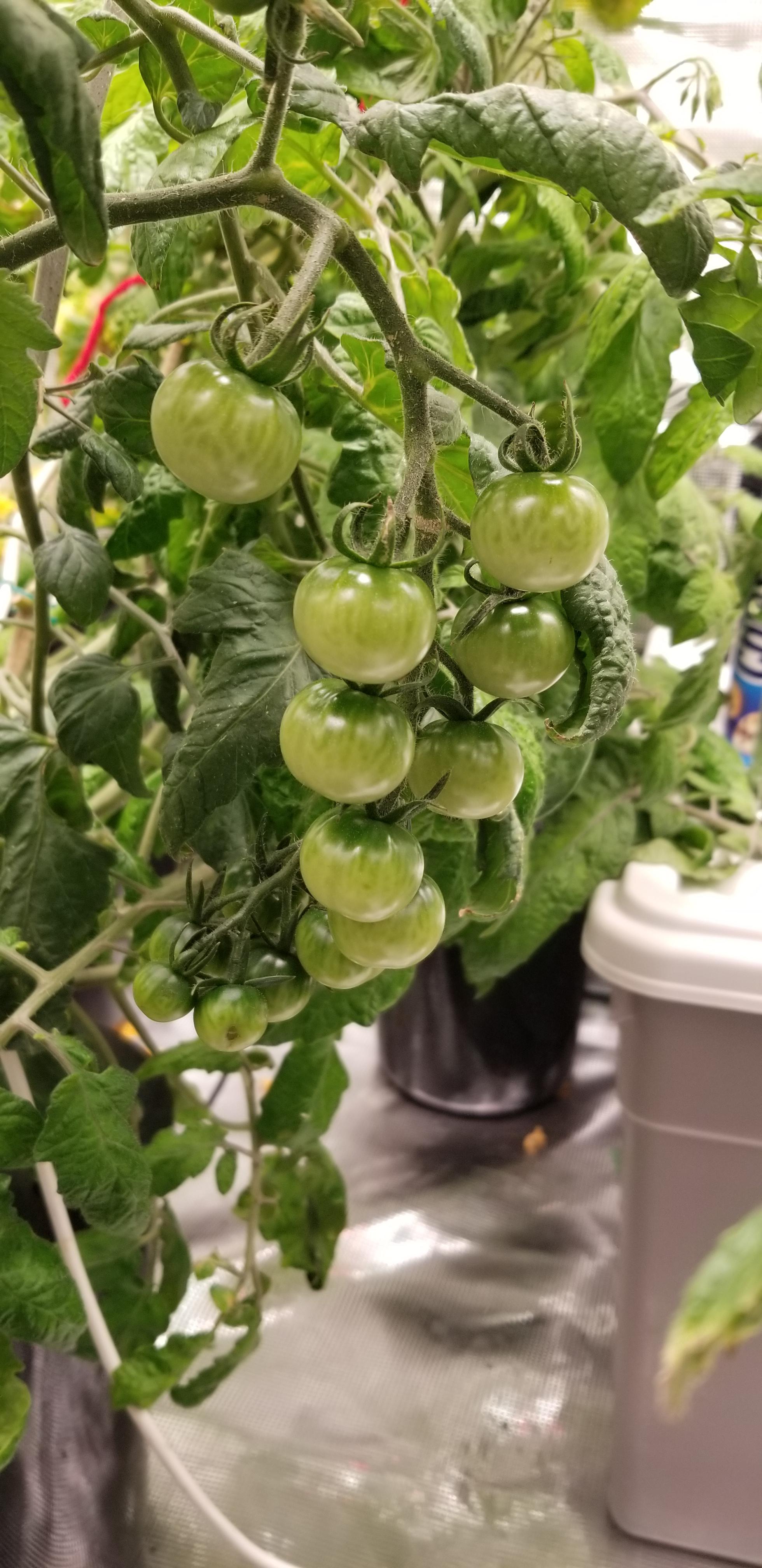 Tomatoes not ripening? It's been like this for 2 weeks! r/hydro