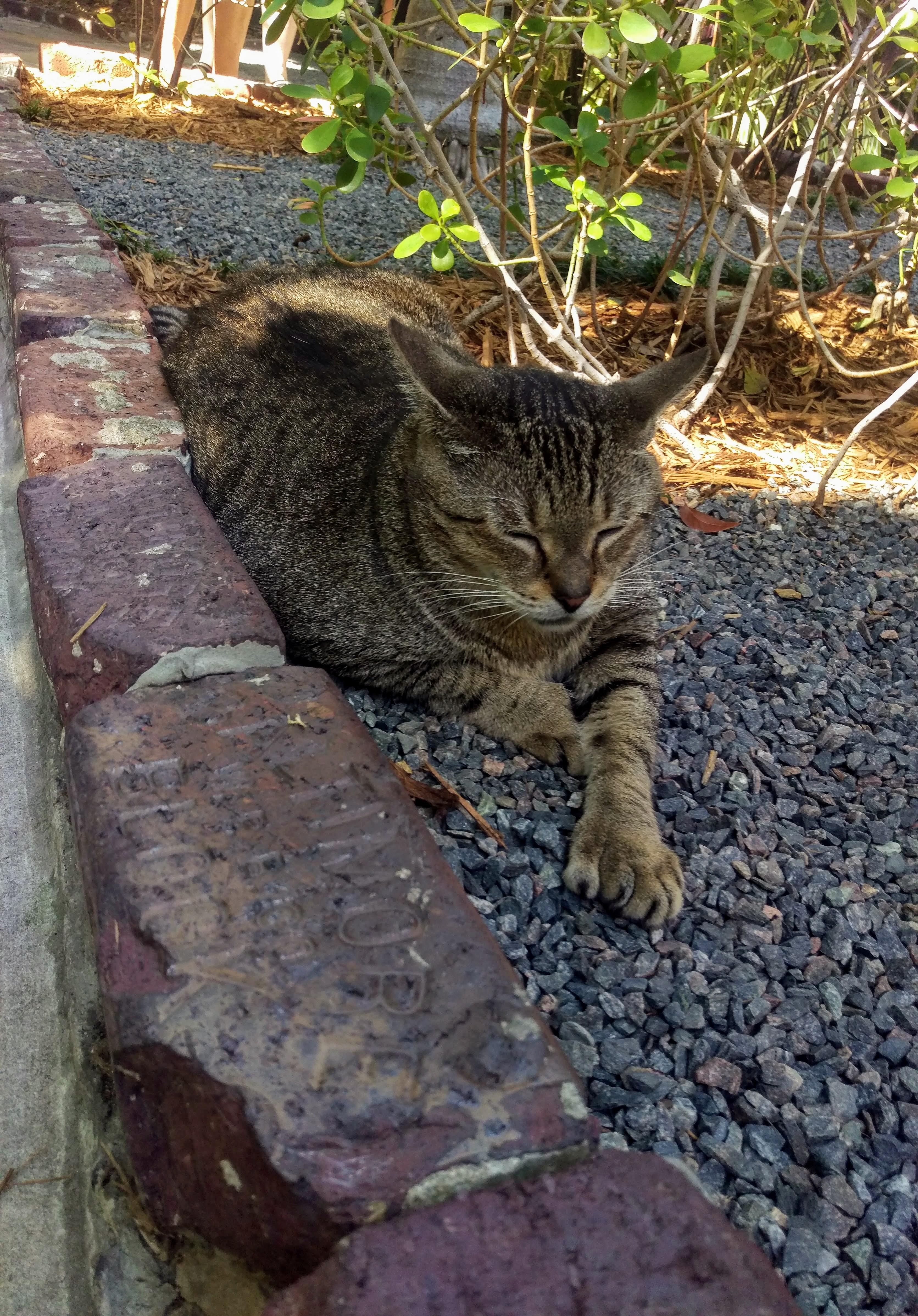 Met a fivetoed cat at the Ernest Hemingway House in Key West, Florida r/cats