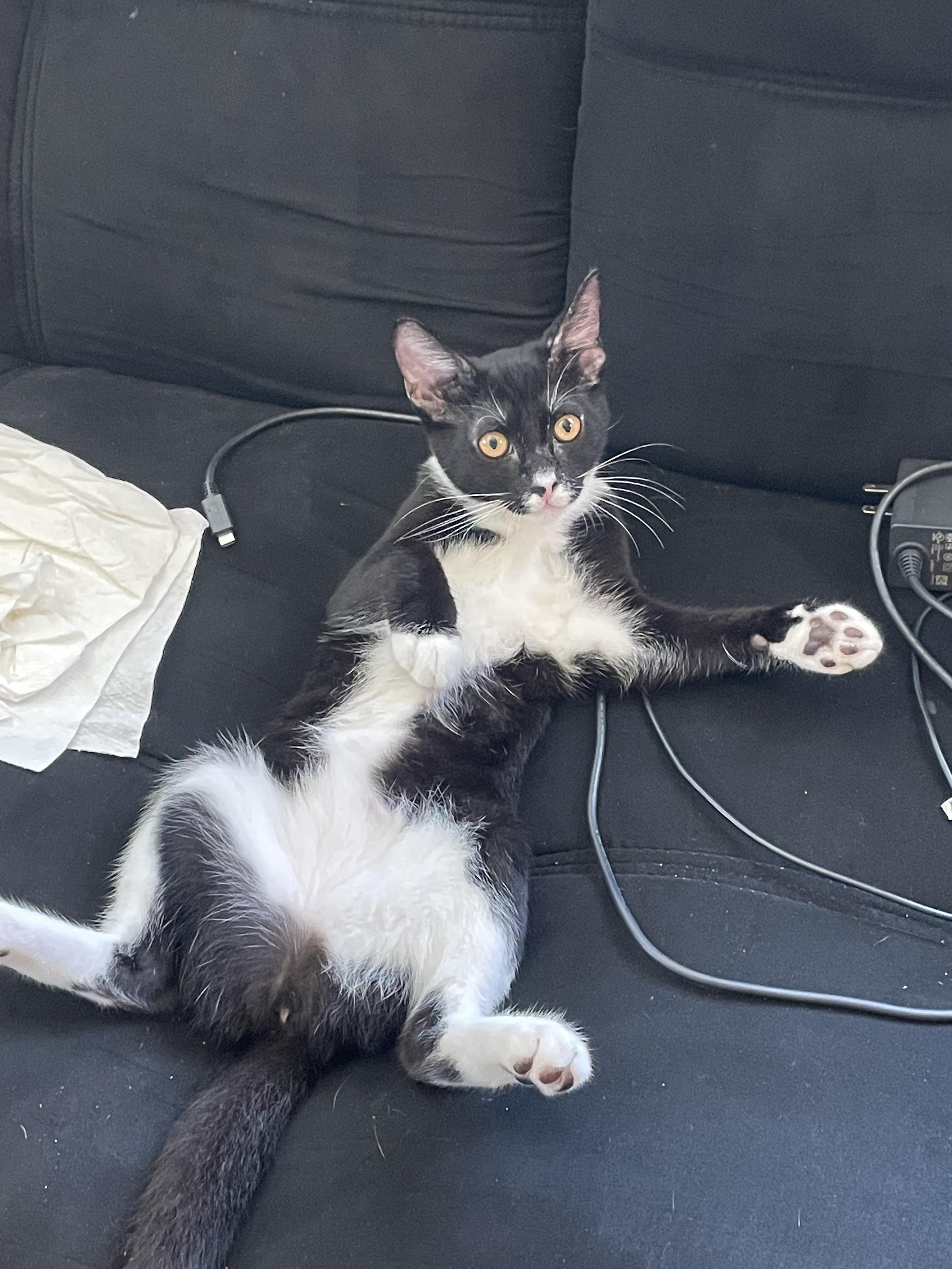 My cat is very relaxed. r/cats