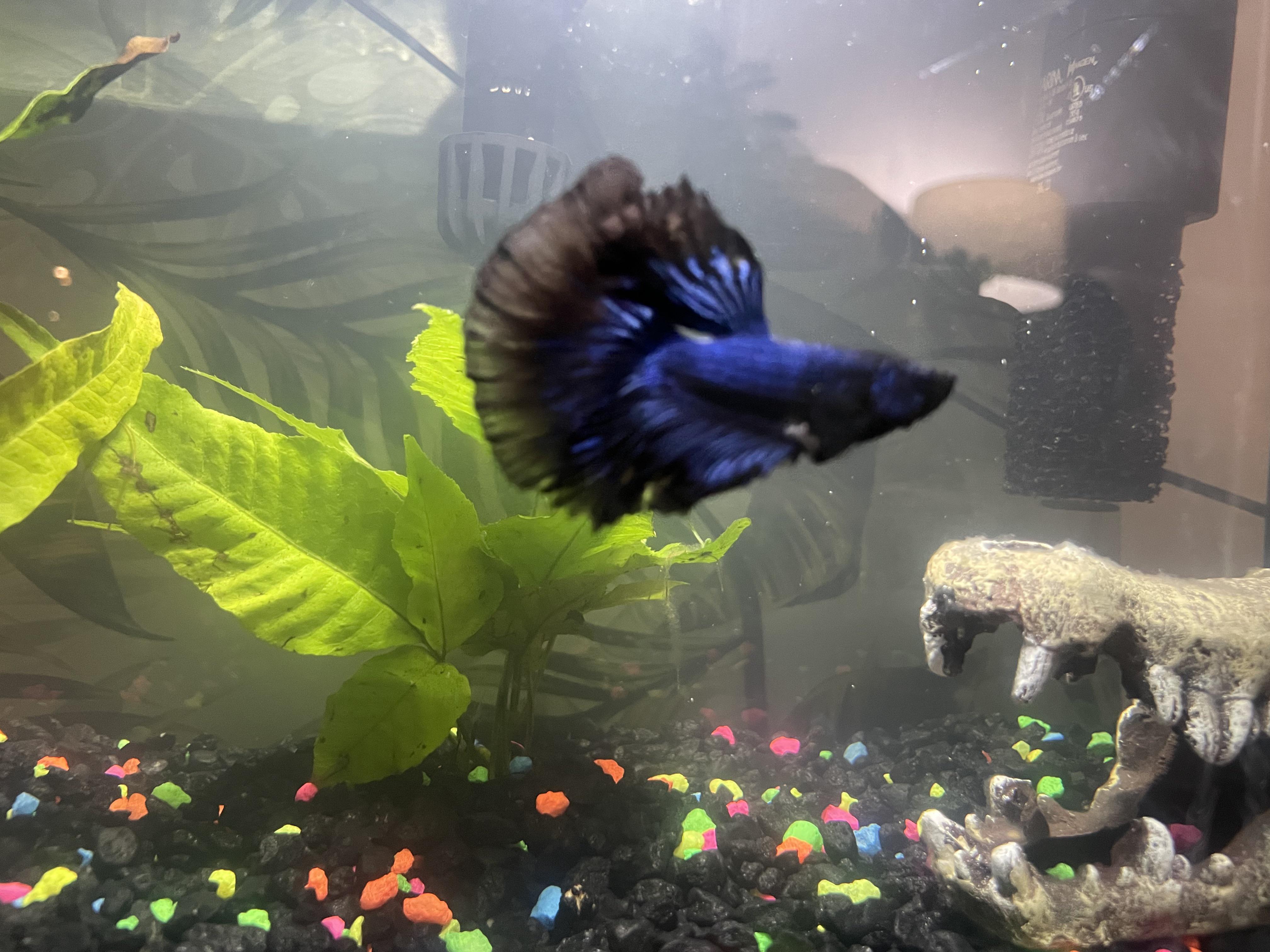 Cloudy Water I got a betta a couple of weeks ago and he’s in a 5 gal