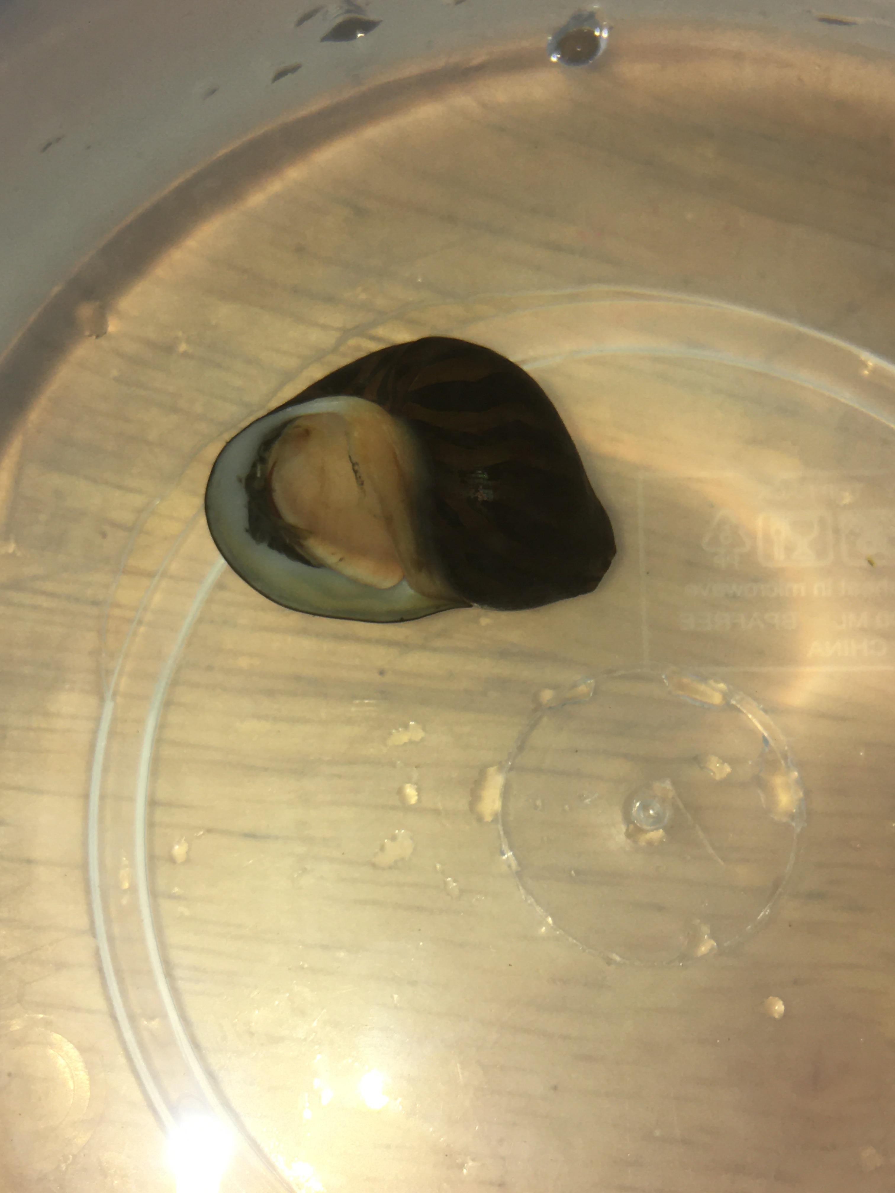 Is my nerite dead? Found her closed on the intake of the powerhead r