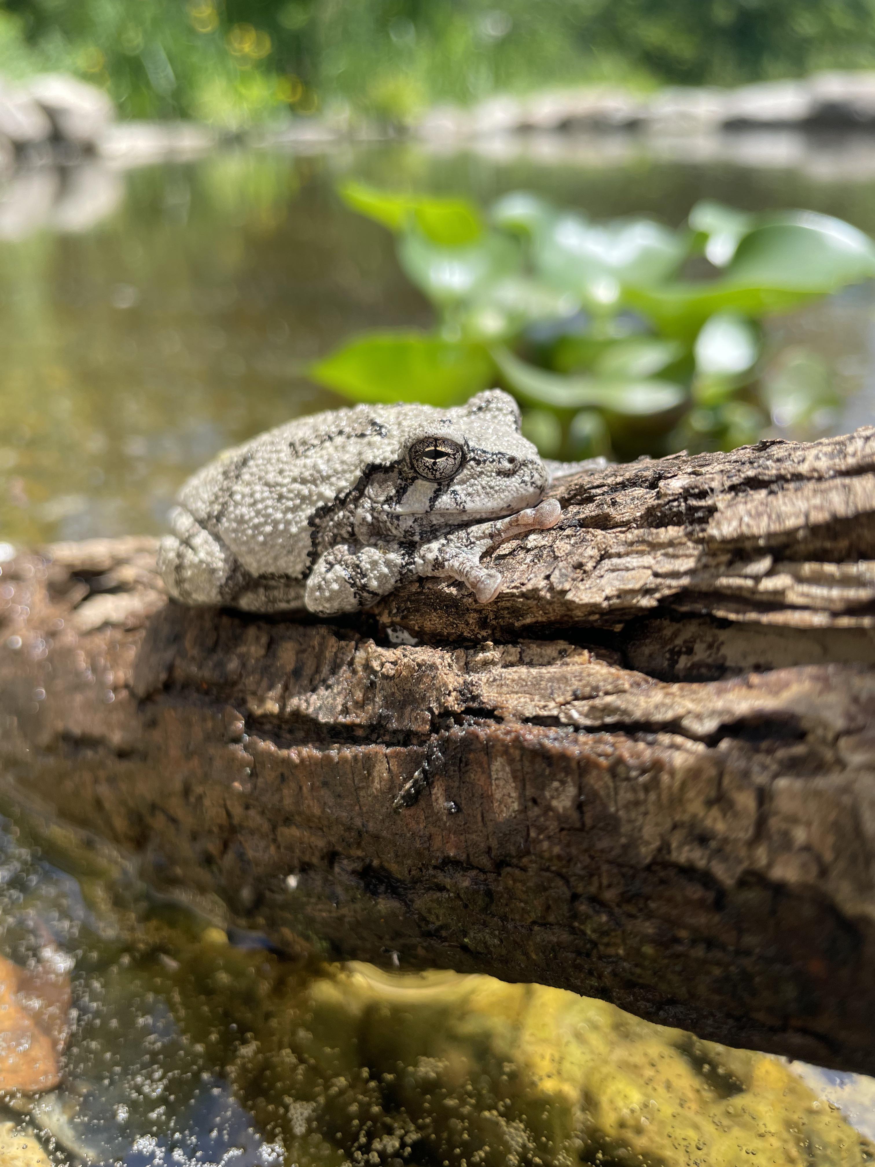 What do freshly hatched newts eat? WildlifePonds