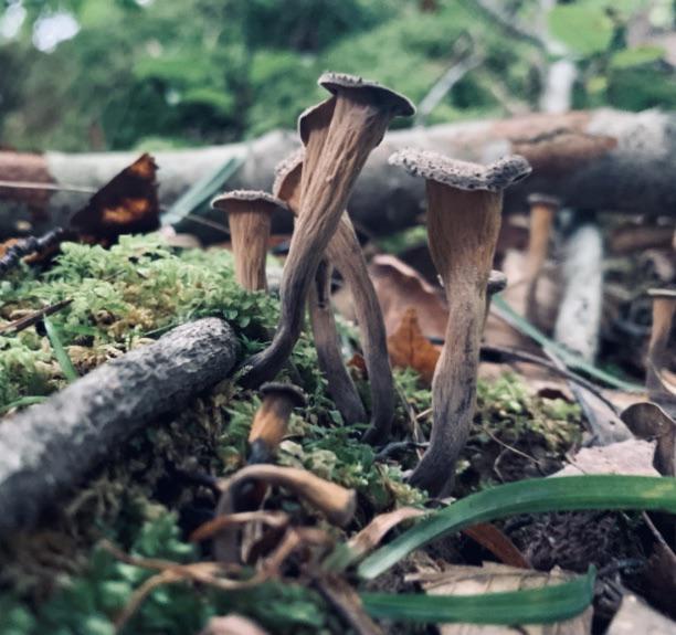 Help Identifying Please. BC, Canada mushroom