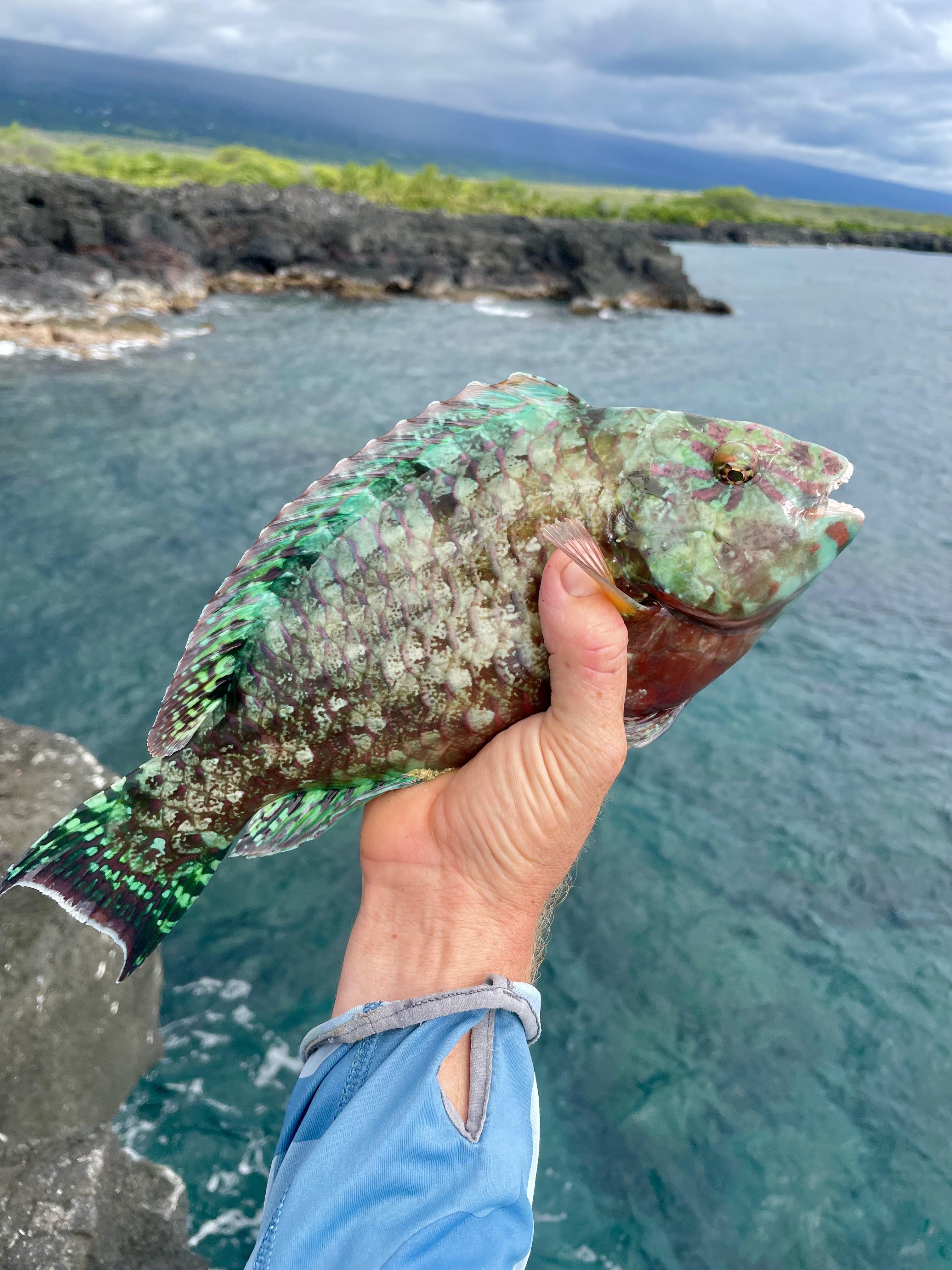 First ever uhu (stareye parrotfish) r/Fishing