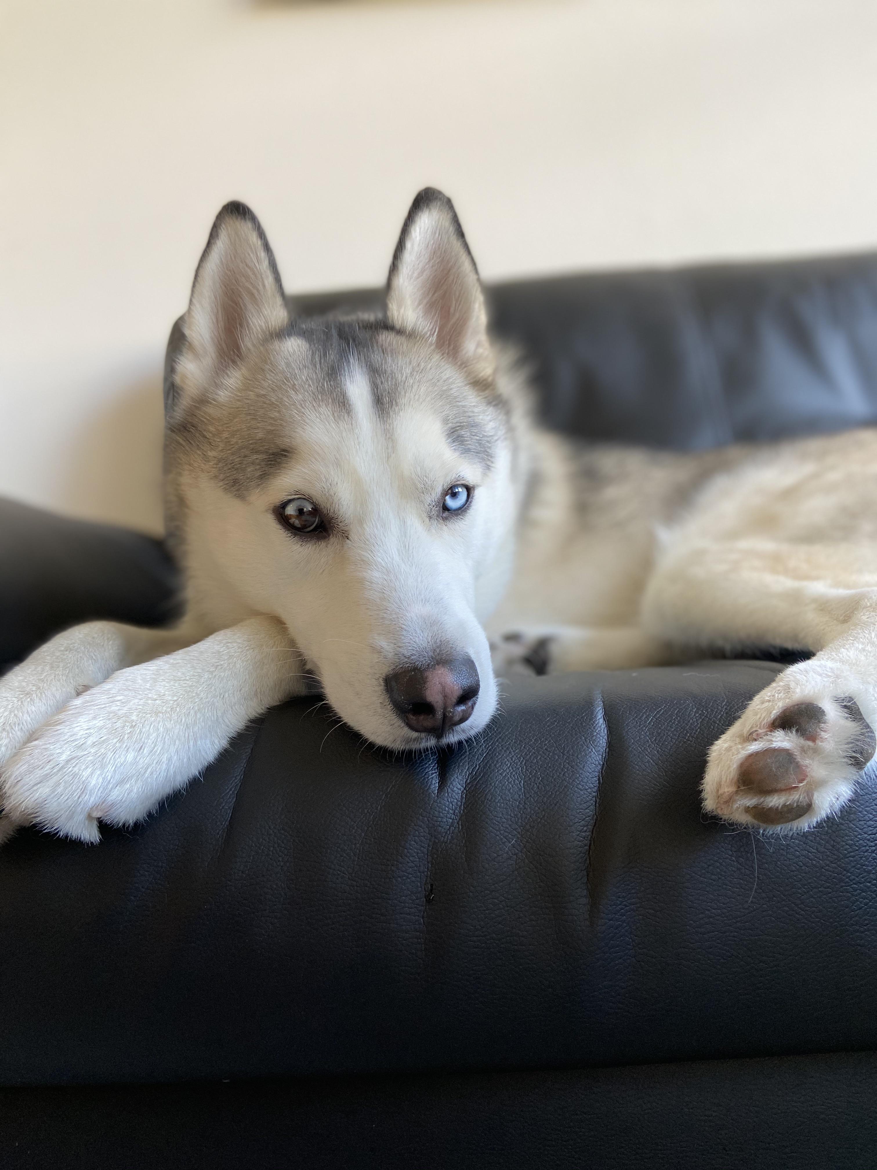 Kept me up all night barking on his first night, he’s lucky he’s so