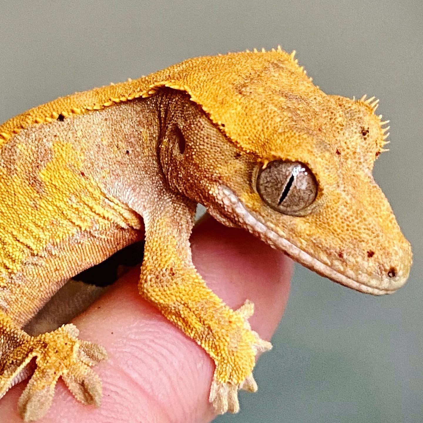 PetSmart vs Petco Crickets which are quieter when chirping? ) *picture