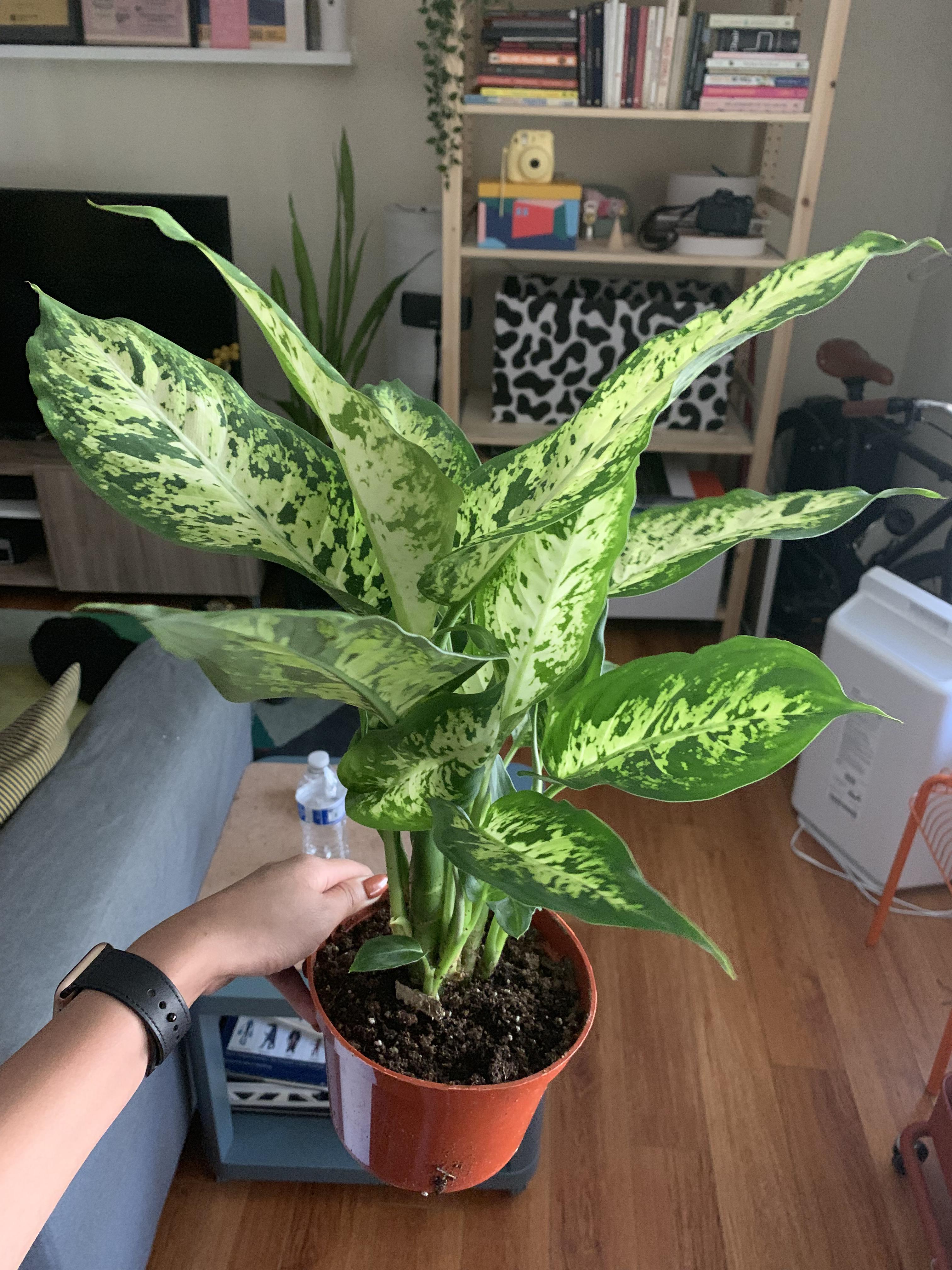 any tips on caring for a Dieffenbachia hybrid? plantclinic
