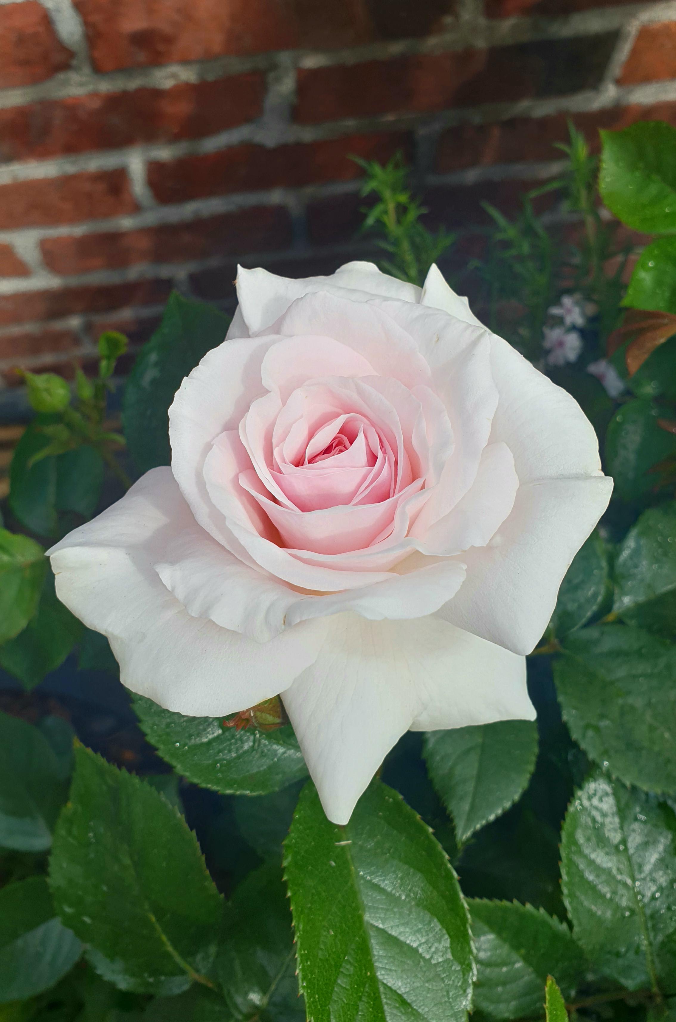 Excited for the first bloom of the season A Whiter Shade Of Pale! Roses