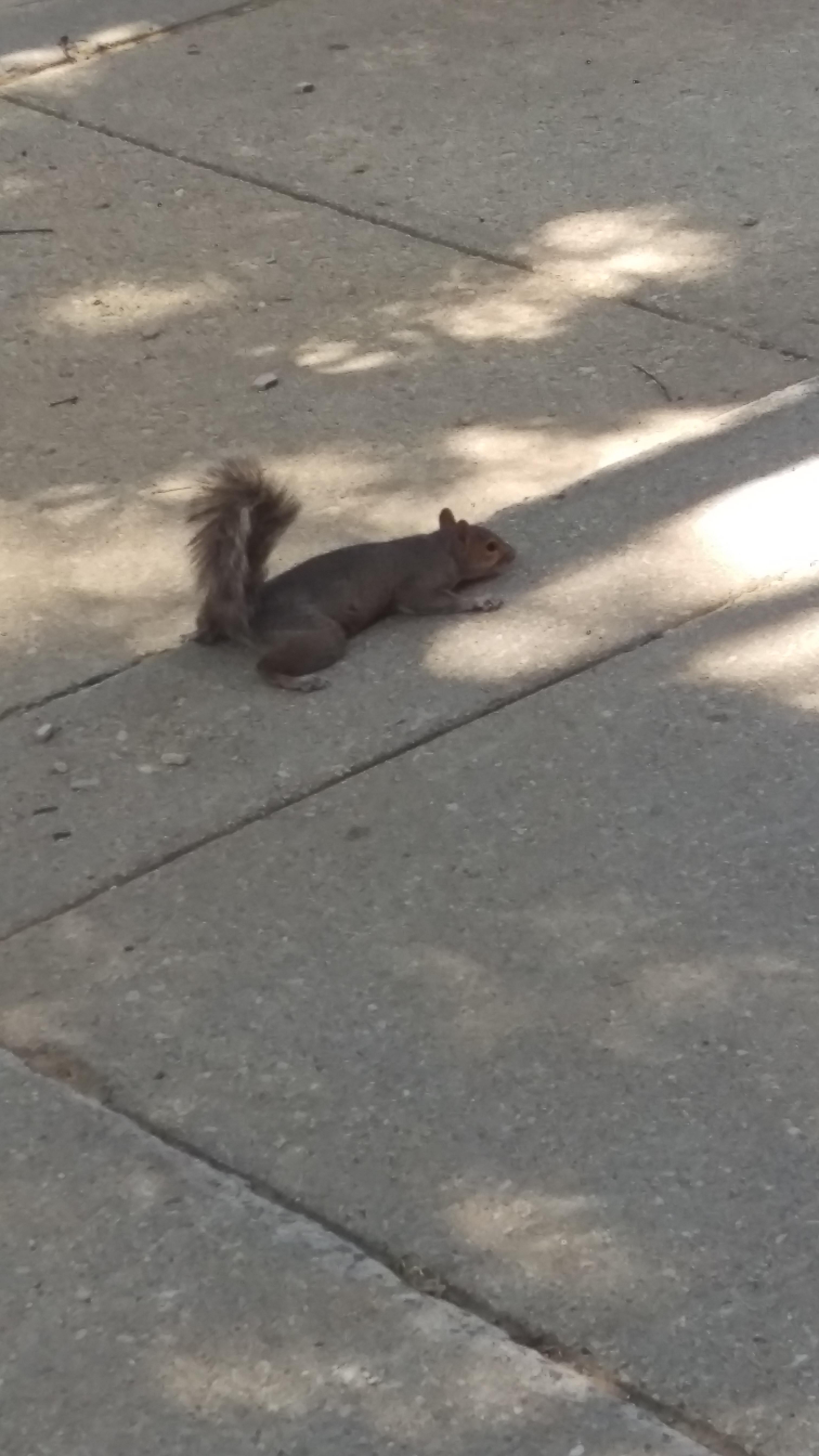 It's even too hot for the squirrels r/UMD