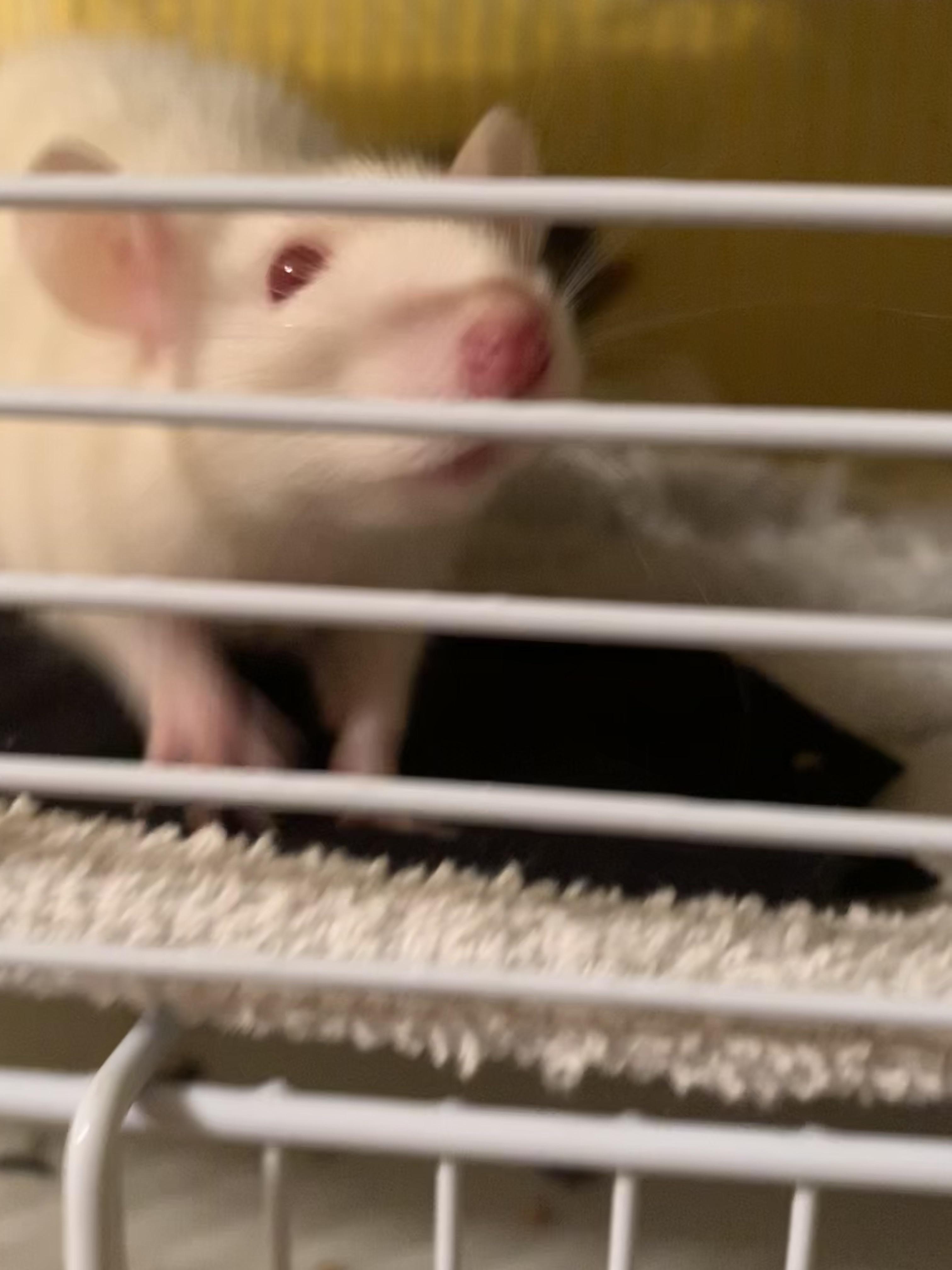 What should I name this little guy? His cage mates names charlie. r/RATS