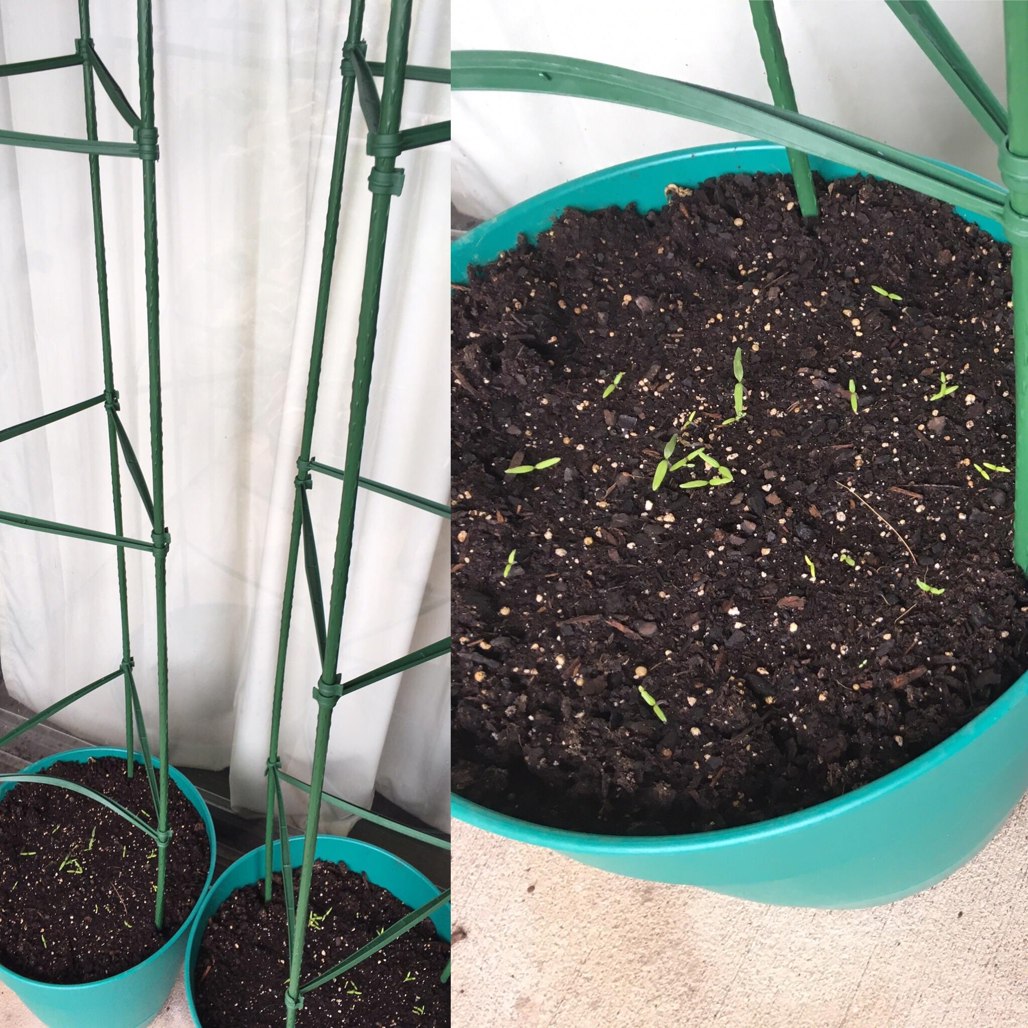 Growing Brandywine heirloom tomatoes. I wasn’t sure how many seeds
