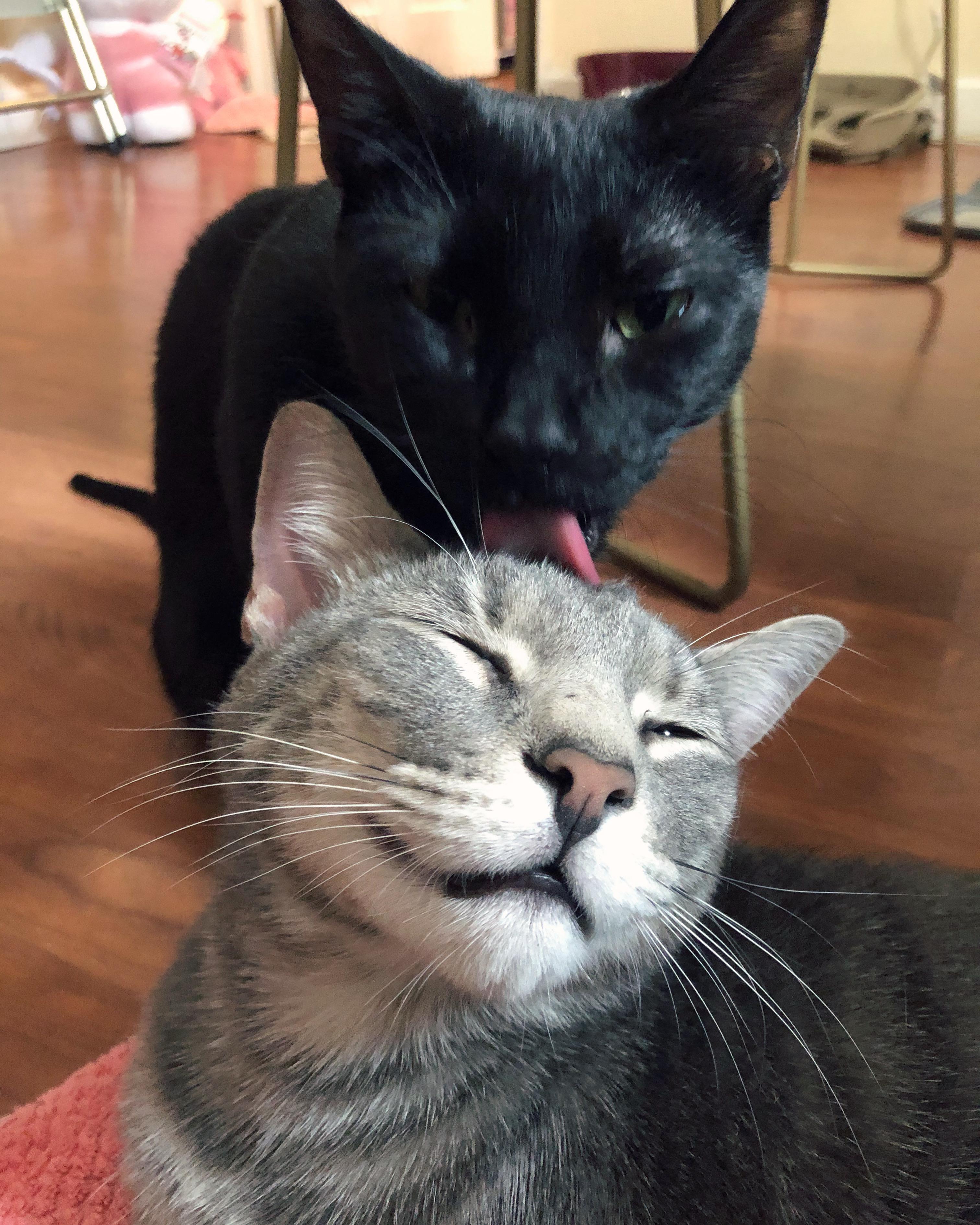 Top 94+ Pictures Pictures Of Hot Spots On Cats Latest 11/2023