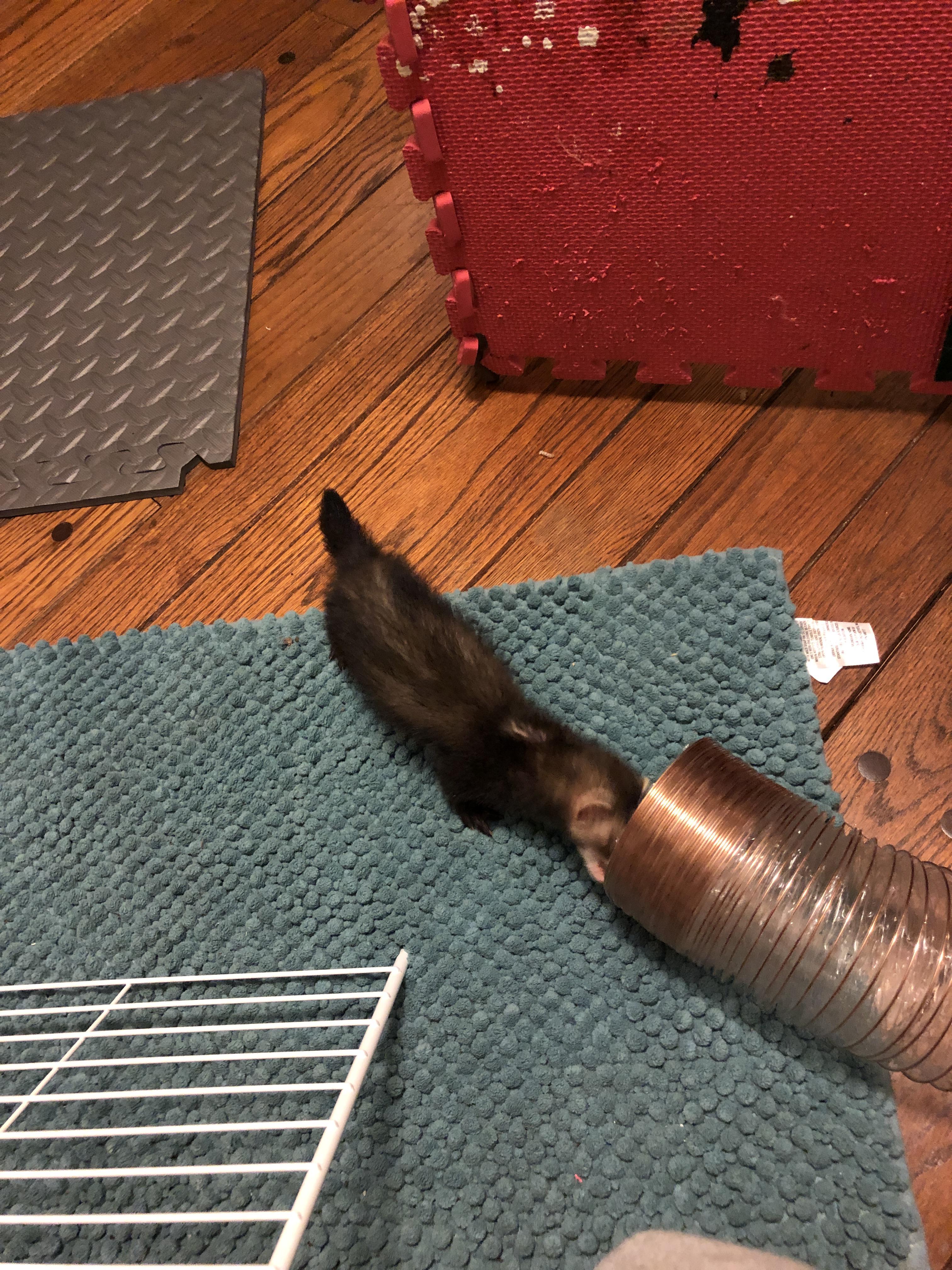 how can I make my ferret bite less. He seem to bote my hands and stuff
