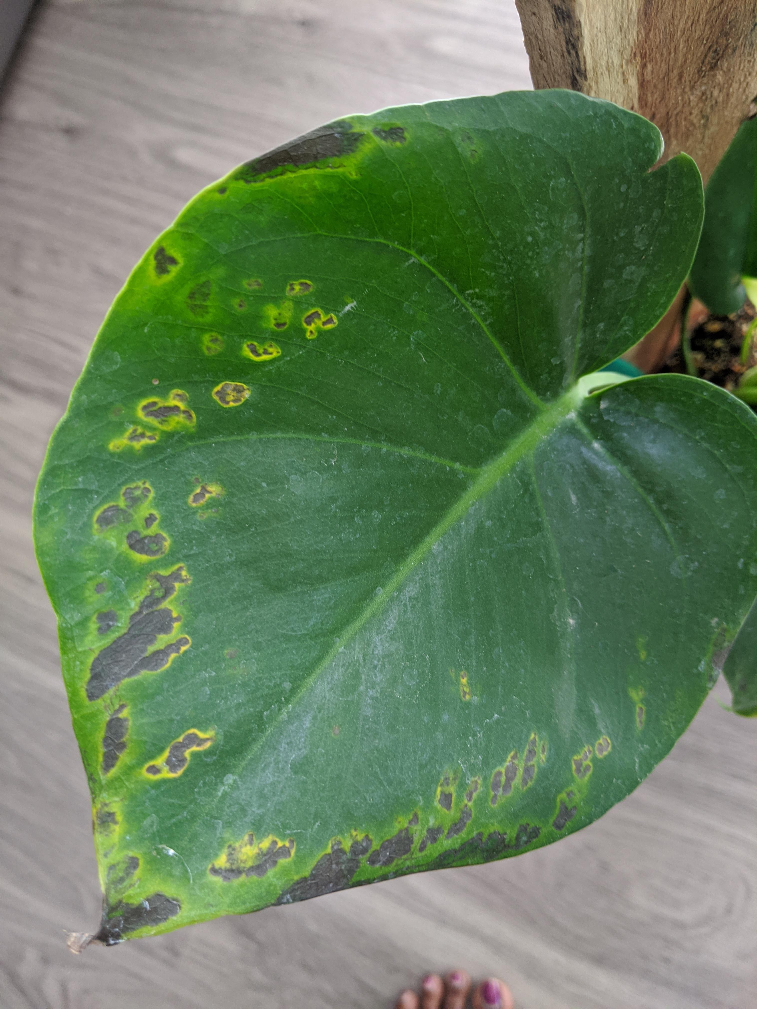 My Monstera leaf has these weird spots, need help. r/plantclinic