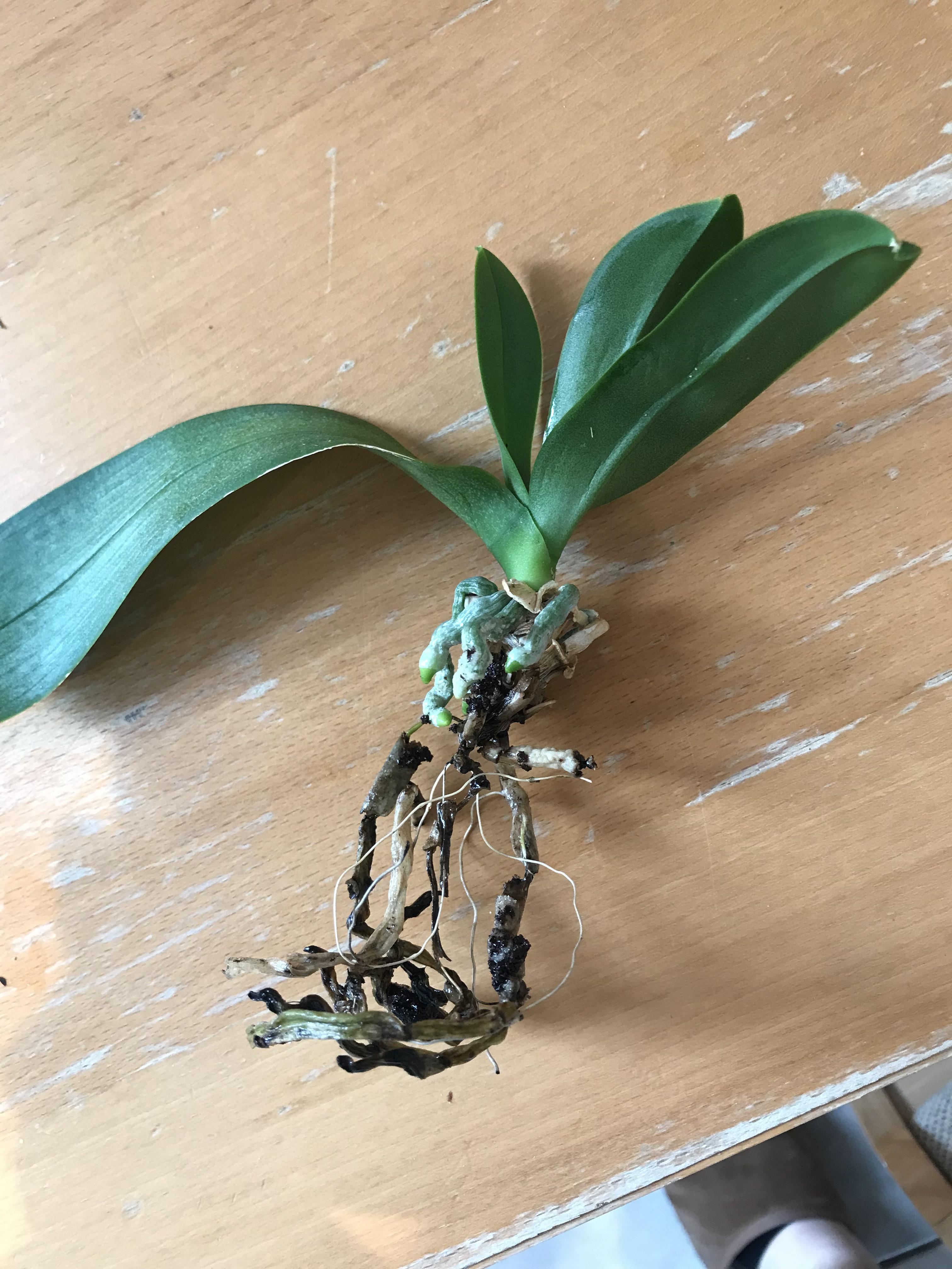 Is this the end for my orchid? It had strong green roots only a few