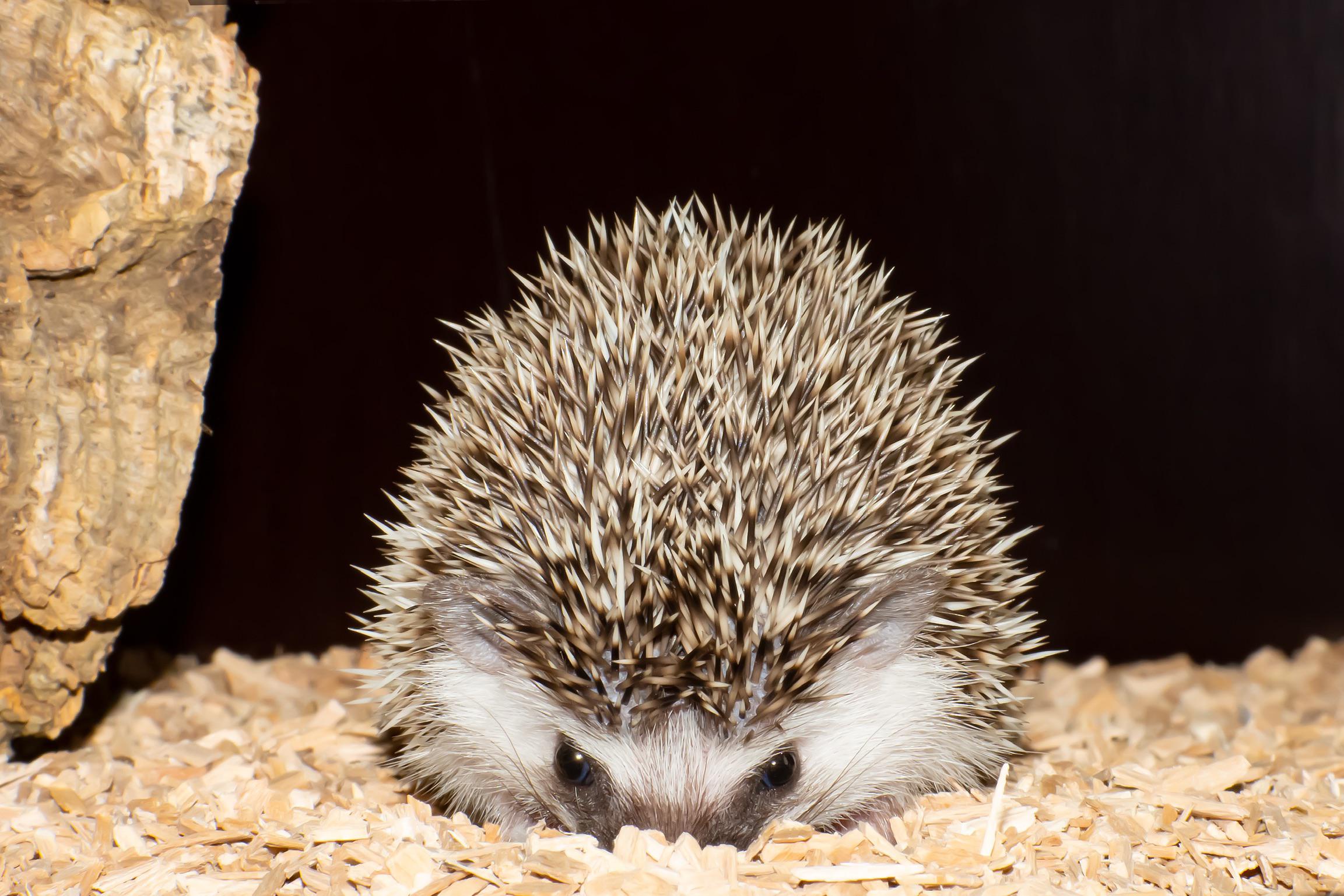 HedgePersonalities r/Hedgehog