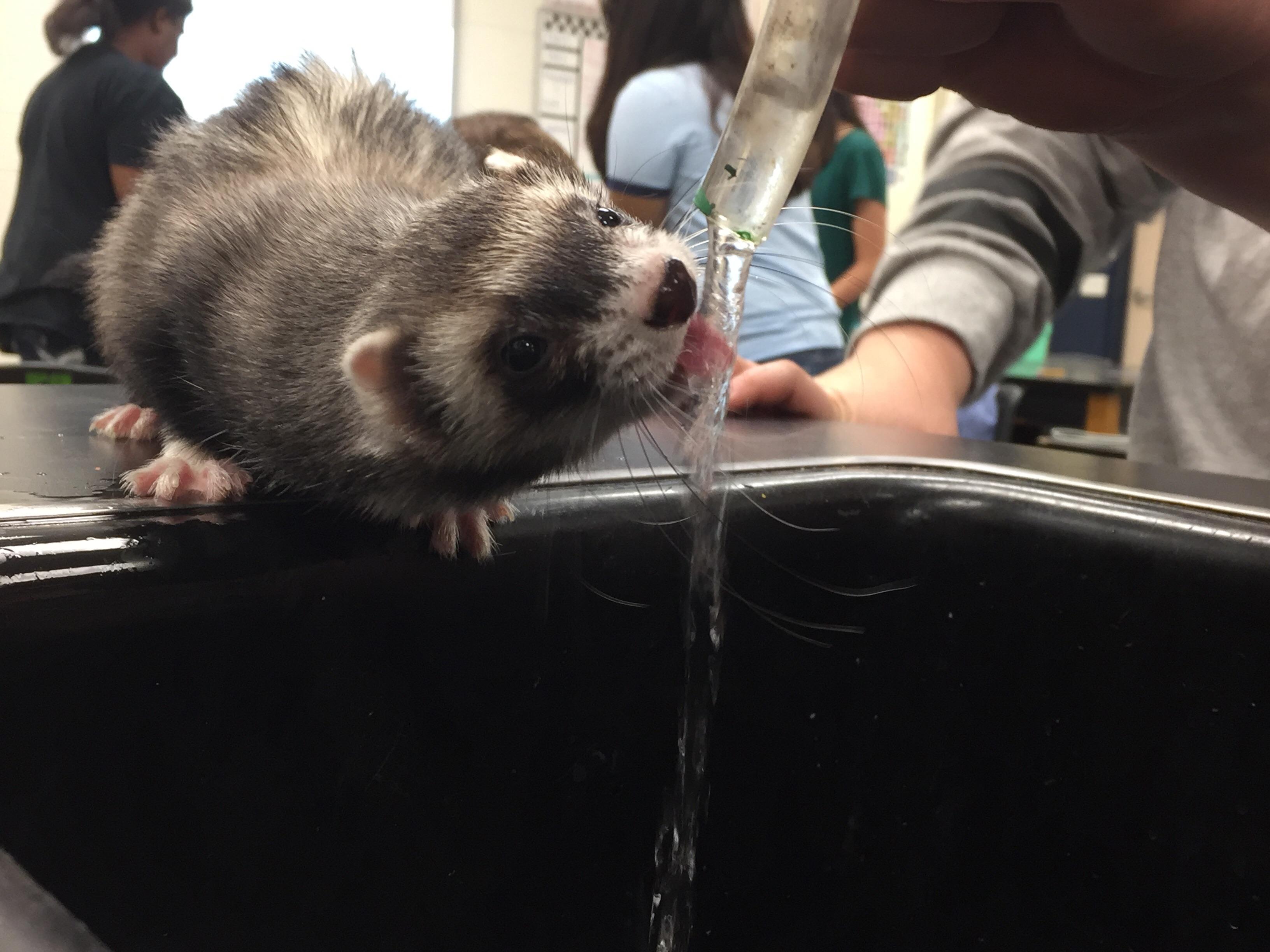 Getting a drink r/ferrets