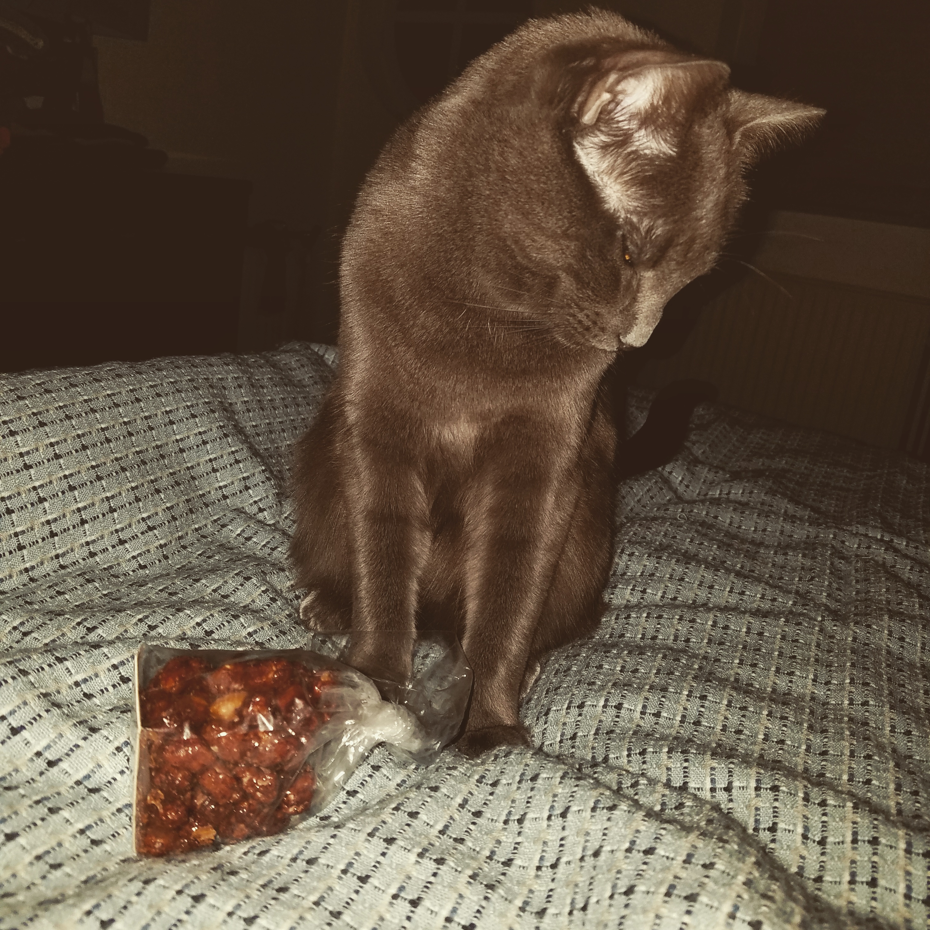 When my cat brings me presents in bed in the middle of the night (Part