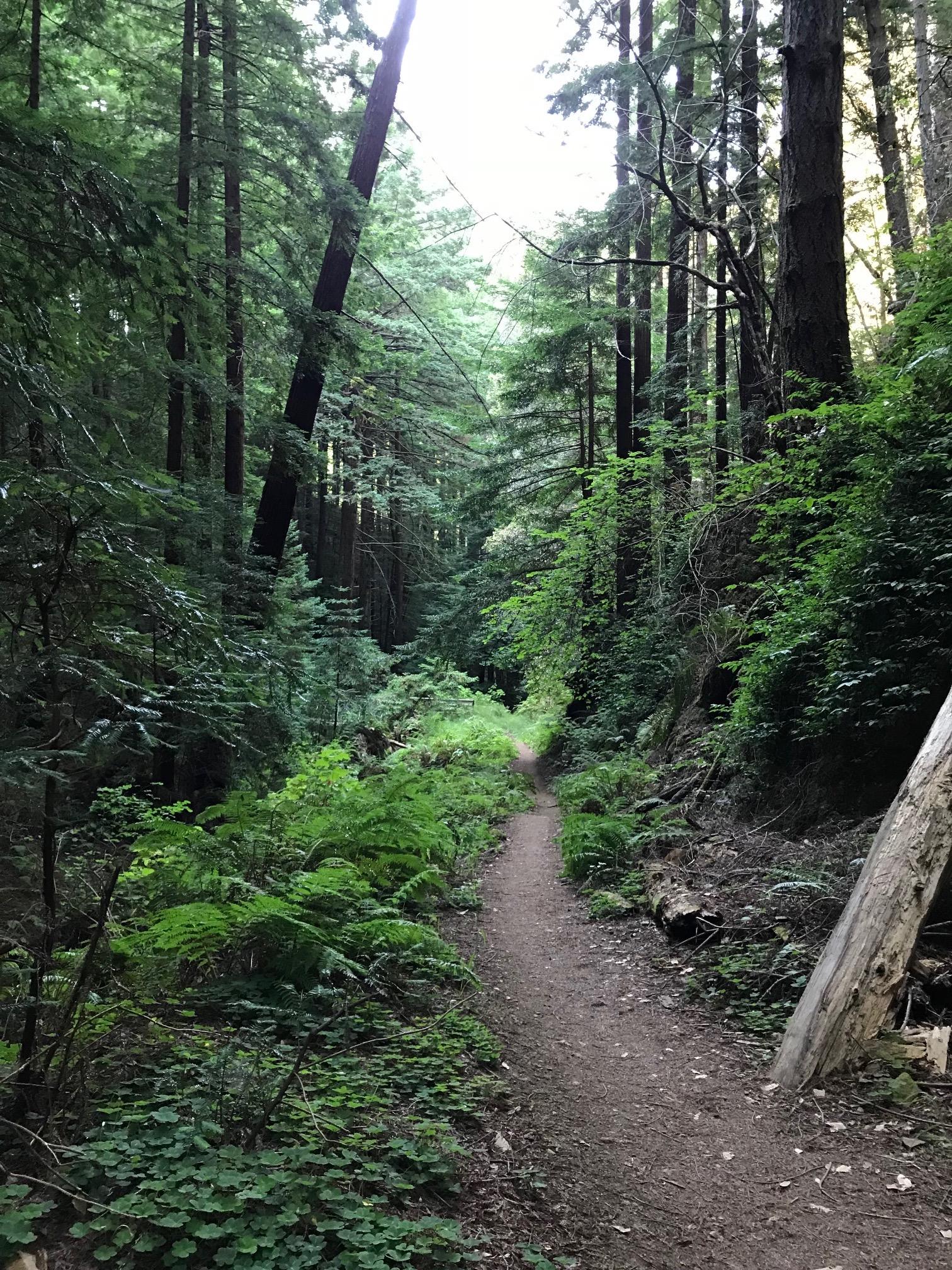 Purisima Creek Redwoods Open Space Preserve (Woodside, CA) r/trailrunning