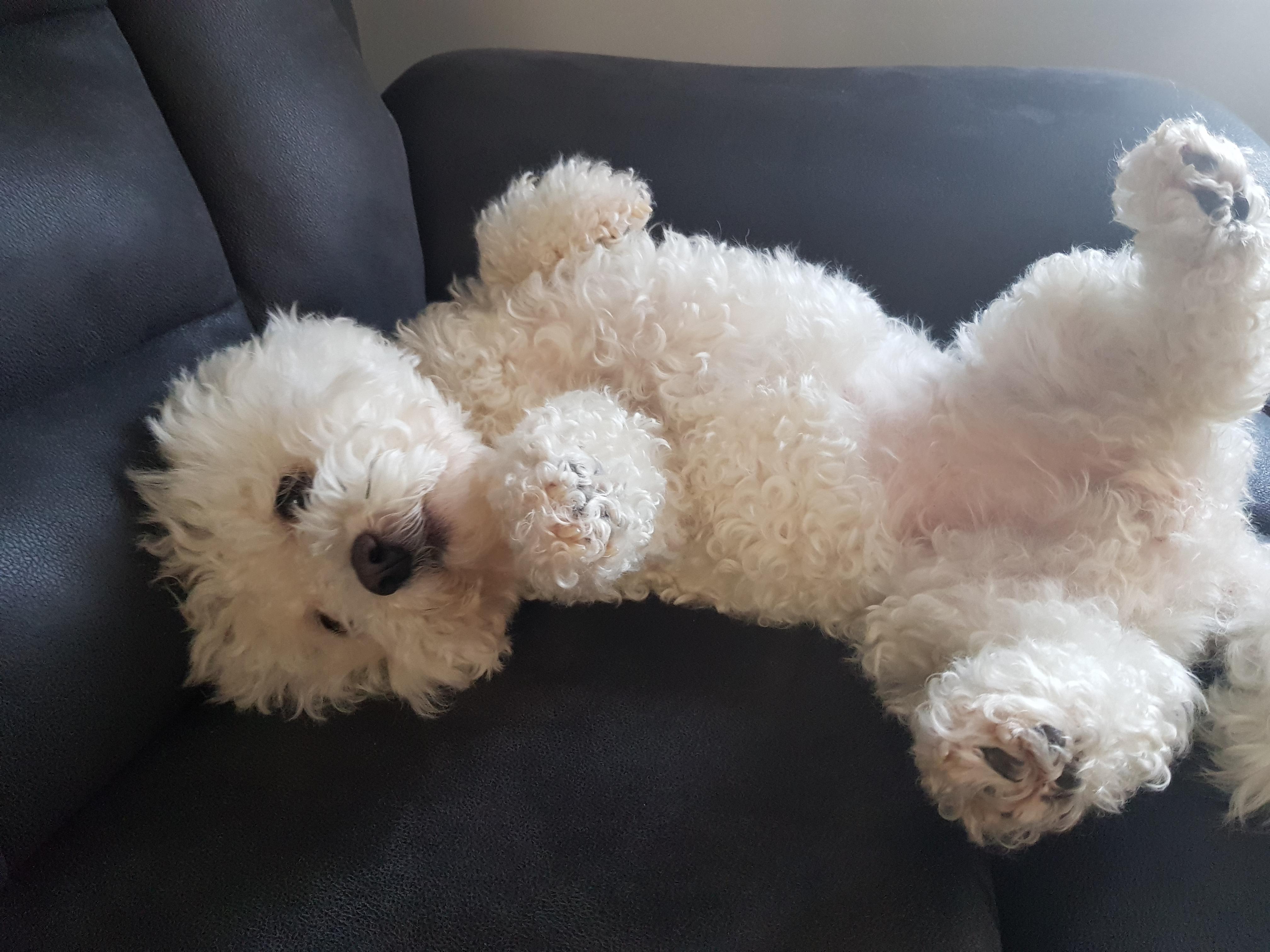 Why does my dog always sleep like this r/aww