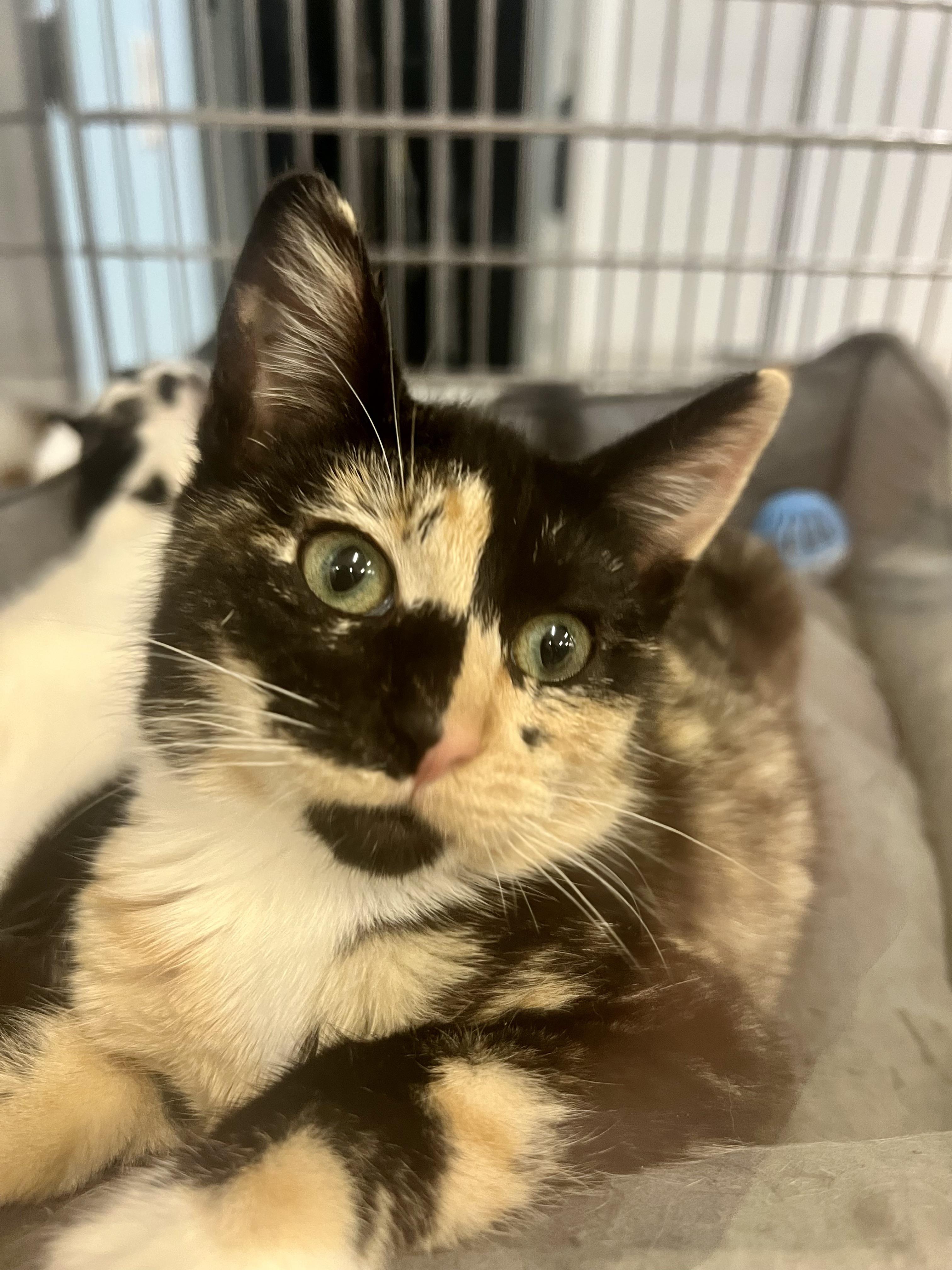 Adorable “checkered face” kitten at local petsmart for adoption. r/aww