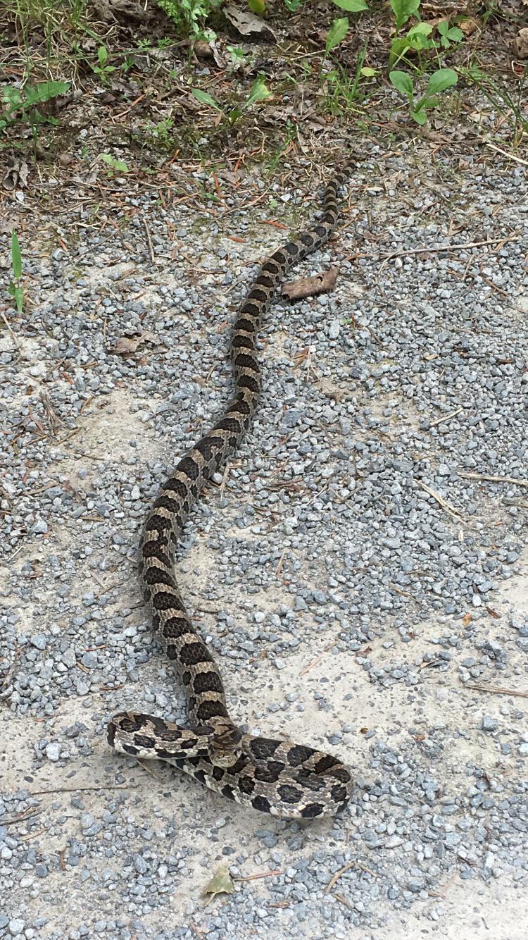 What Does An Eastern Milk Snake Look Like Snake Poin