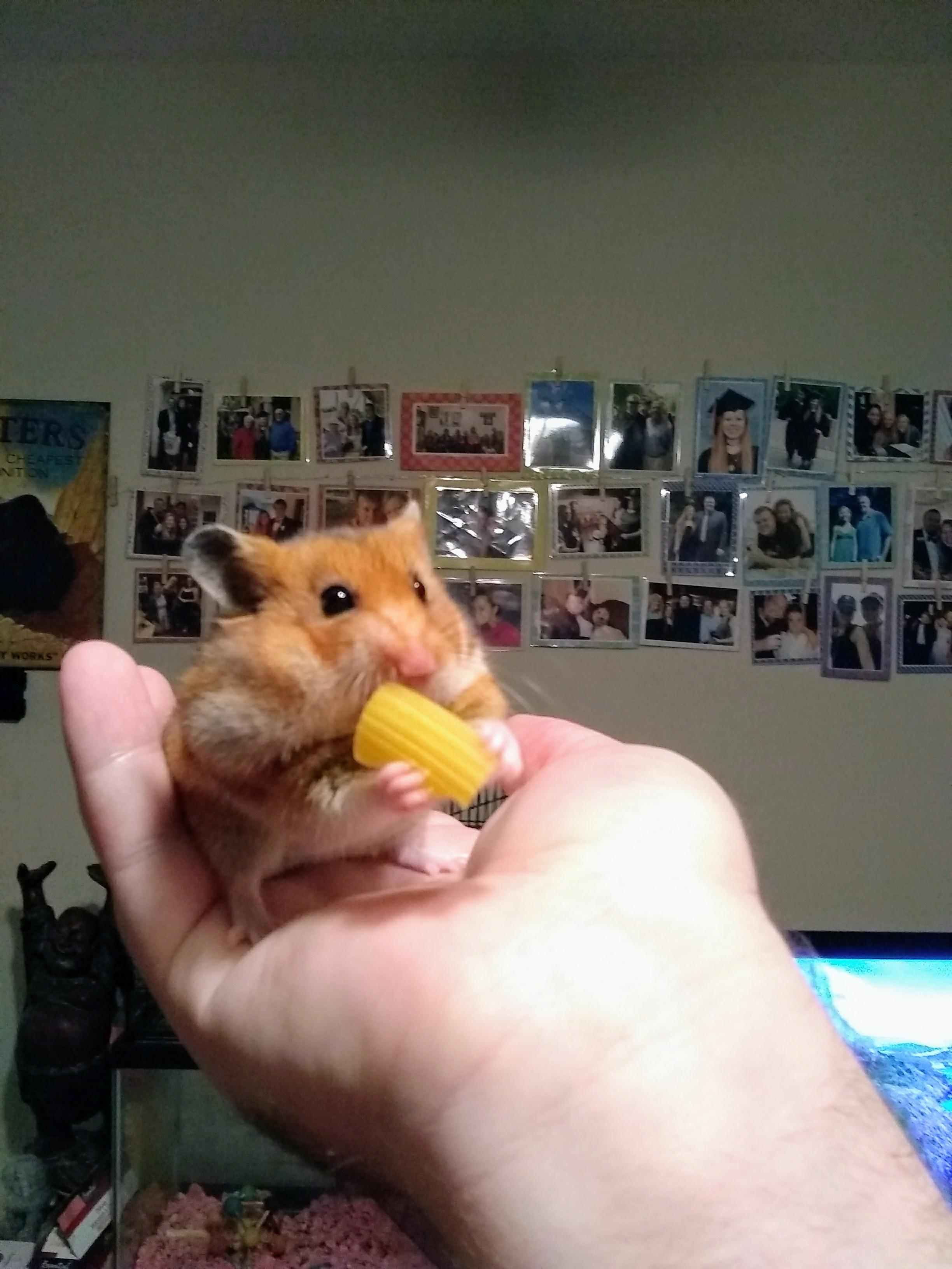 Hamster has a treat! 🐹 r/hamsters