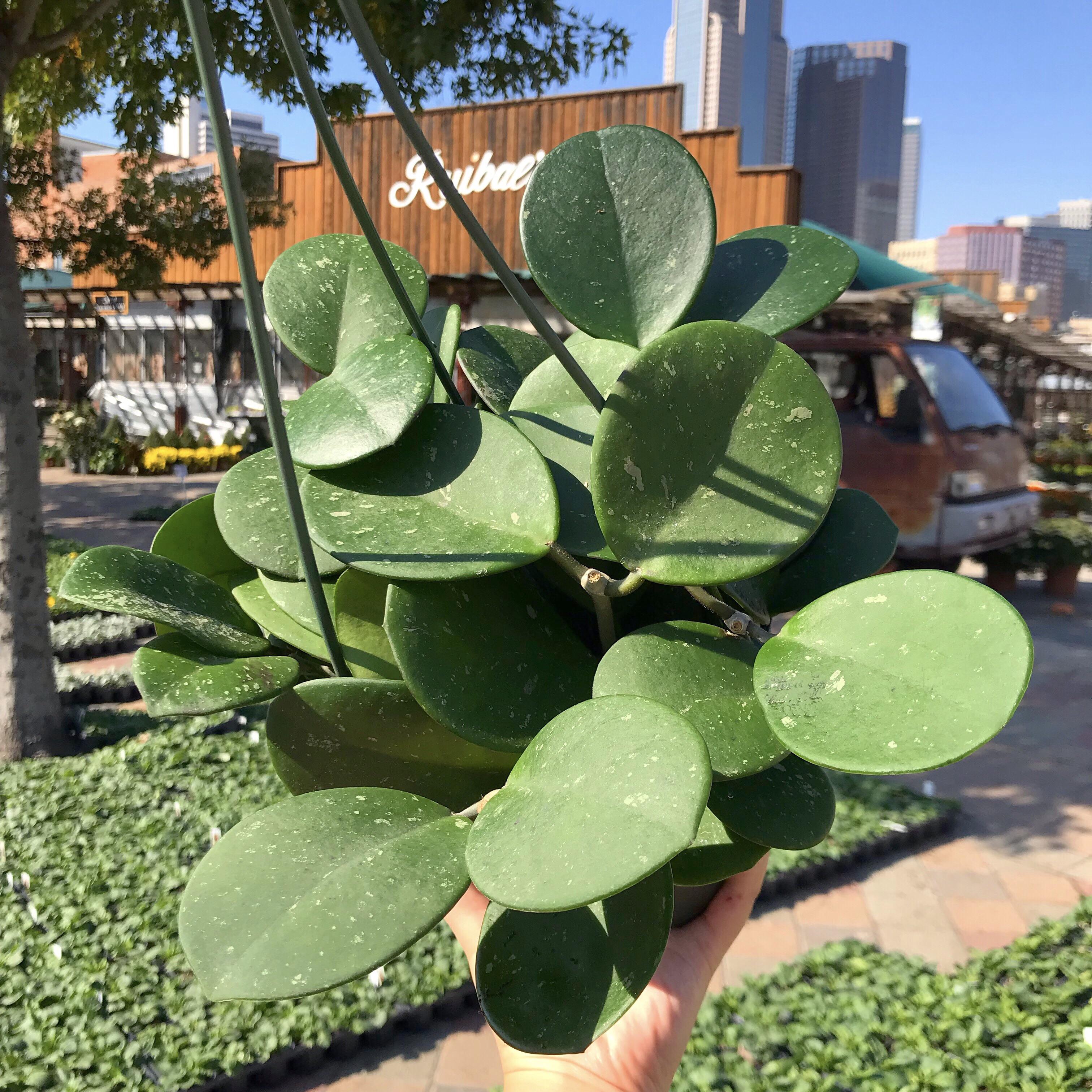 Wishlist Plant Hoya Obovata! They sold out in less than a minute on