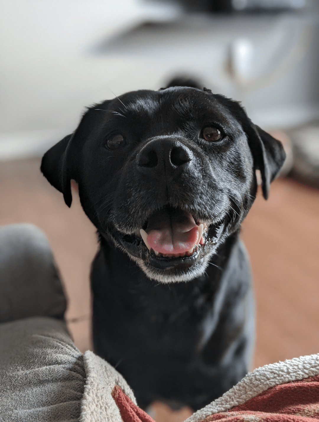 Watching a friend's dog, it's a pug/lab mix essentially a permanent lab puppy r/aww