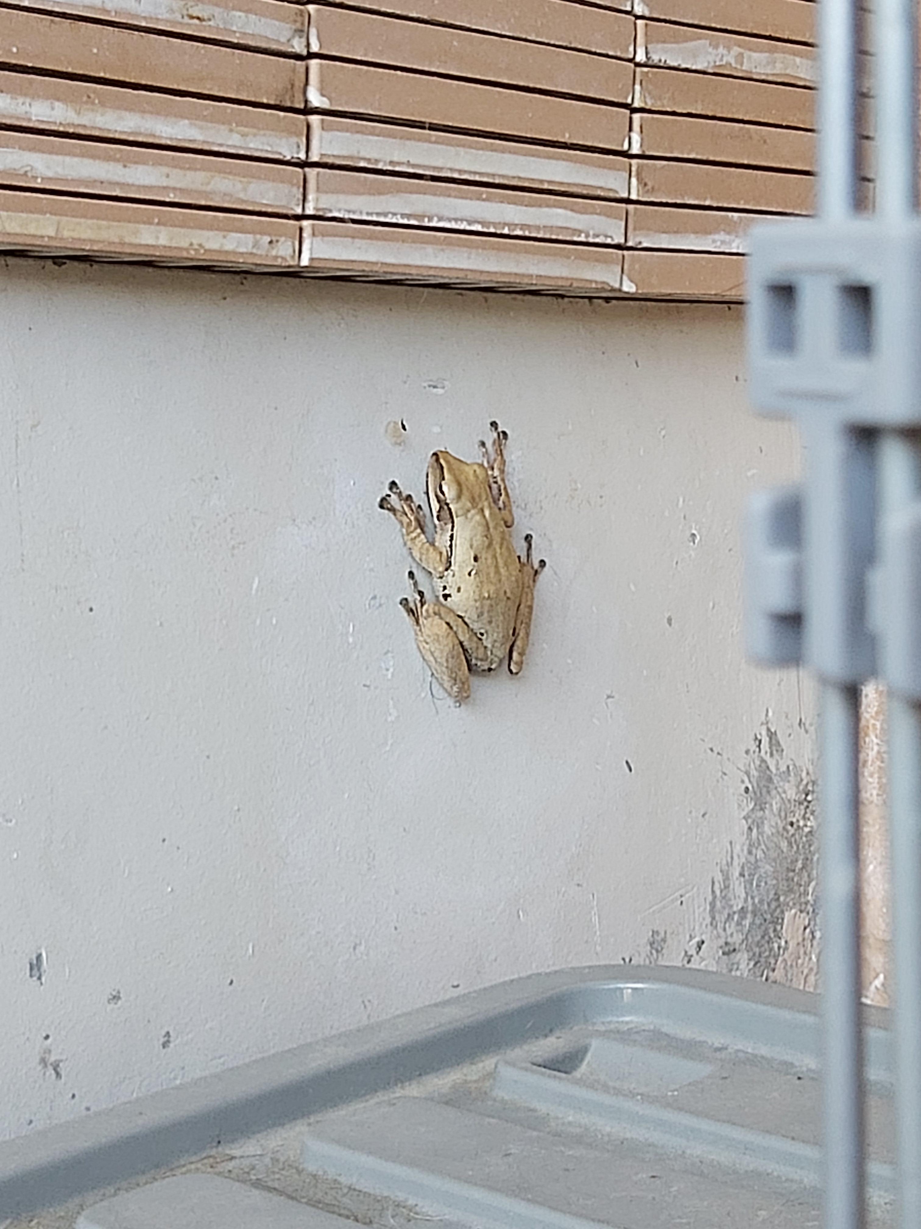 found this fella in our garage. what kind of frog is he and how do i