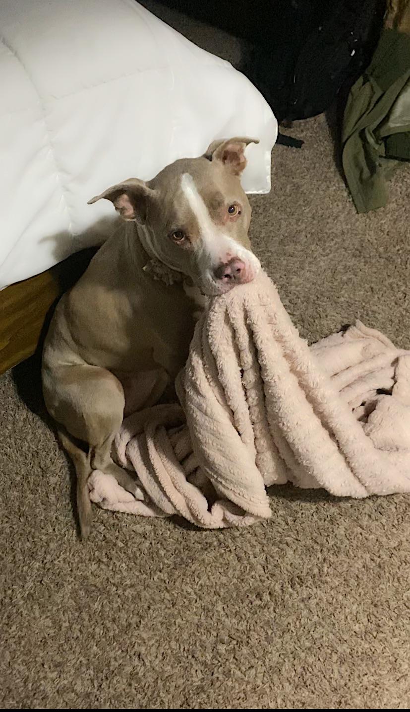 Athena and her emotional support blanky r/pitbulls