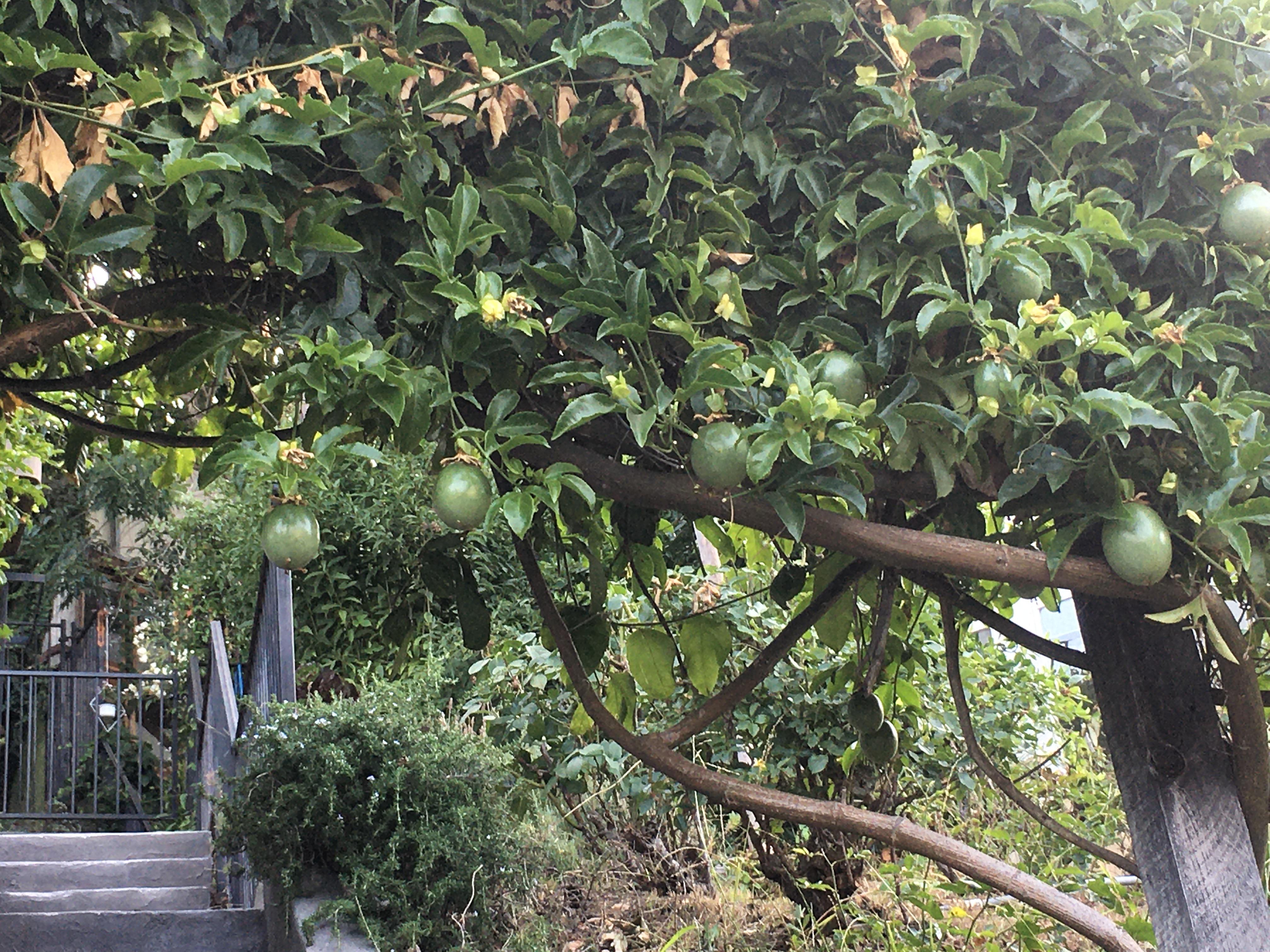 Is this a passion fruit tree?? Los Angeles r/foraging