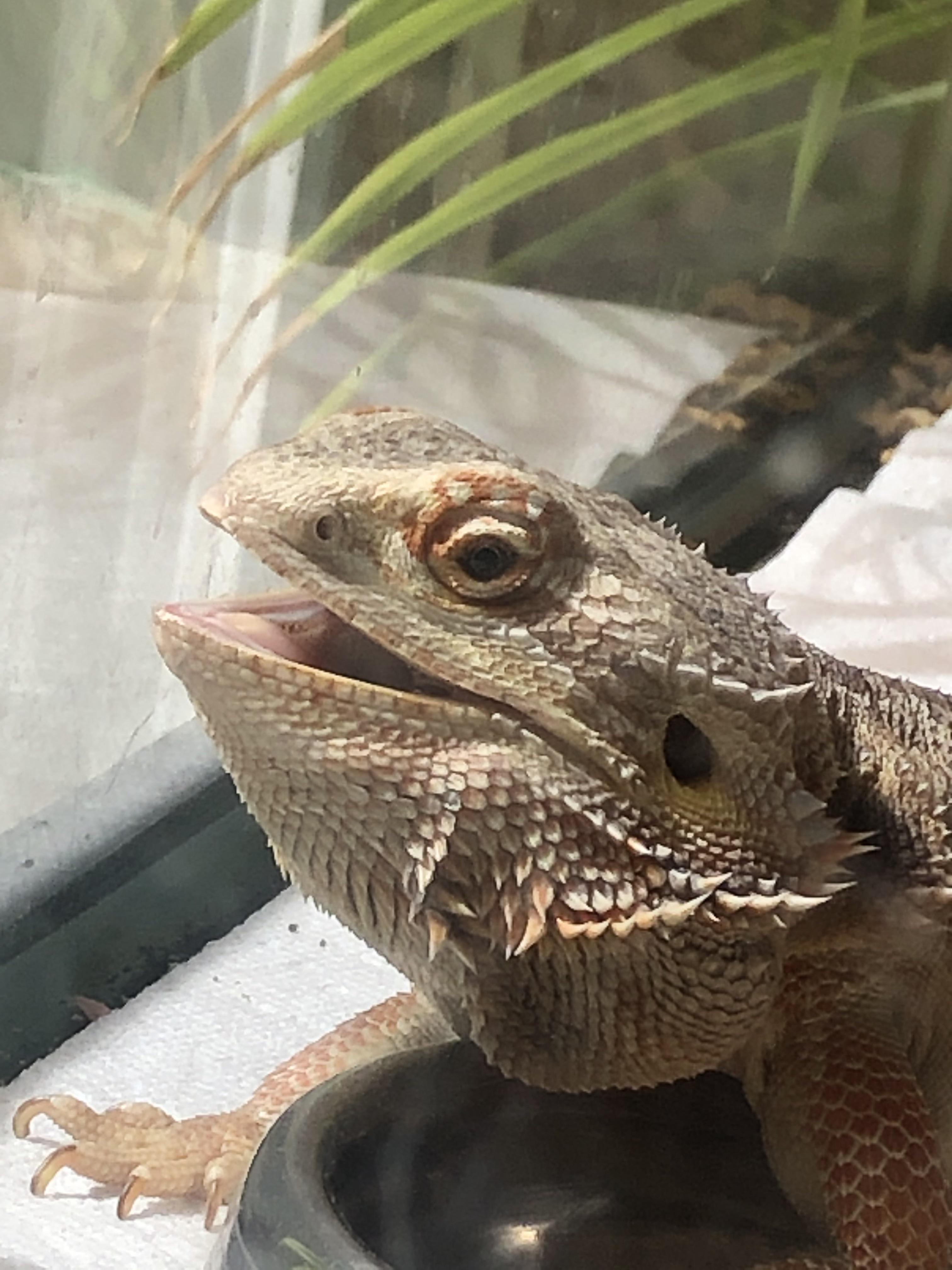 My bearded dragon has a habit of dating me