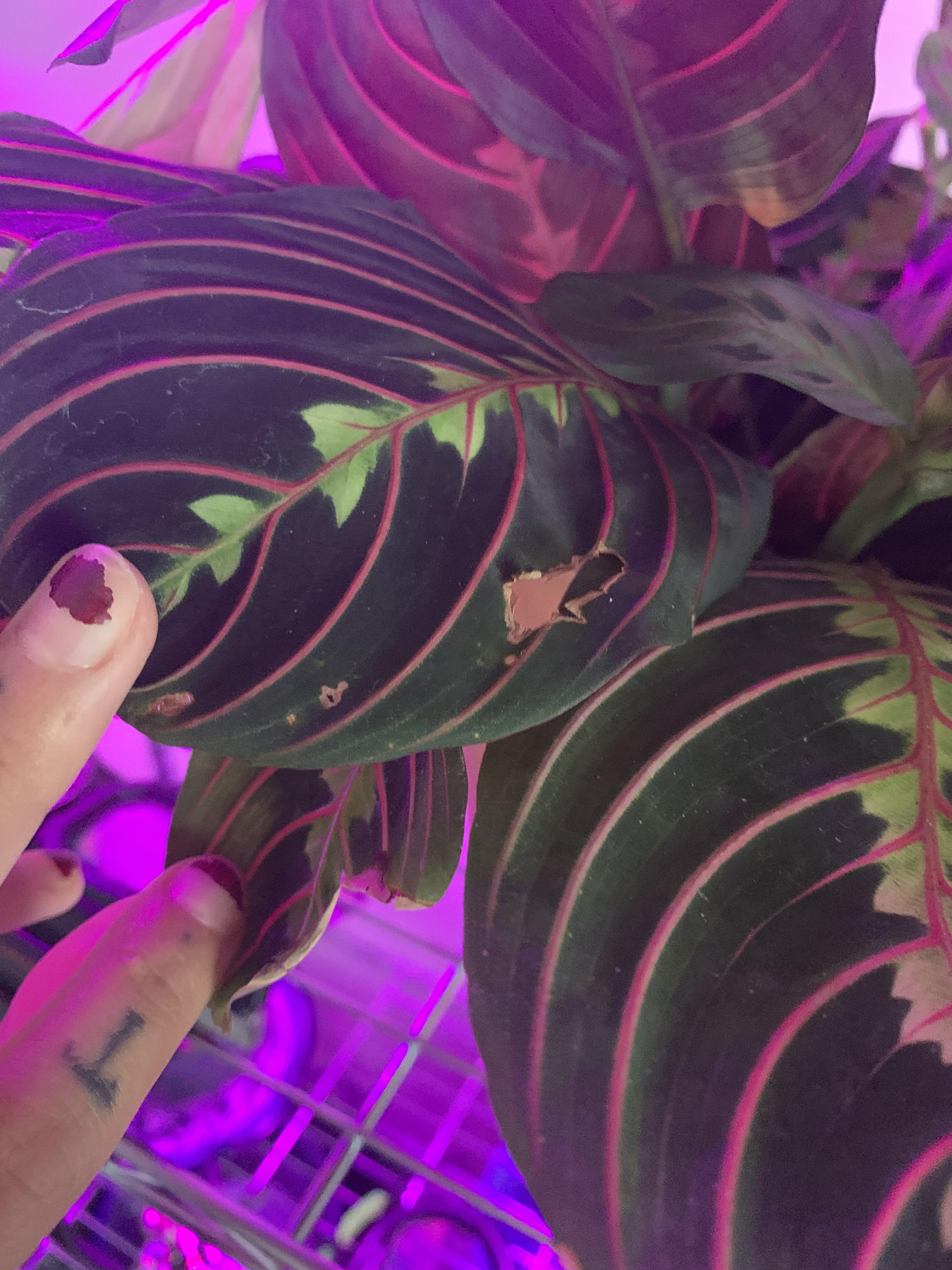 Pests or too much light? it is near an led grow light that read 25 foot