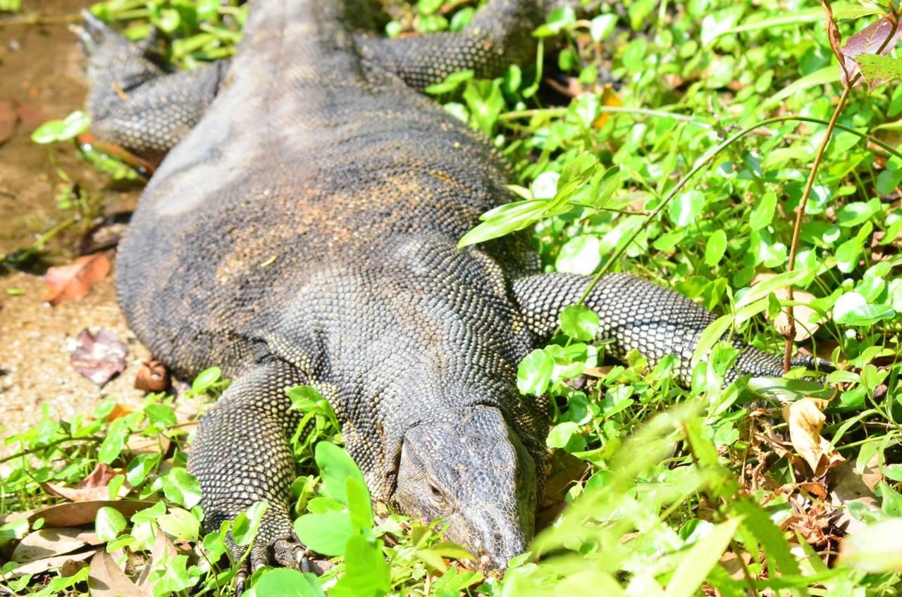 Met this lazyboi while out walking yesterday. : r/reptiles