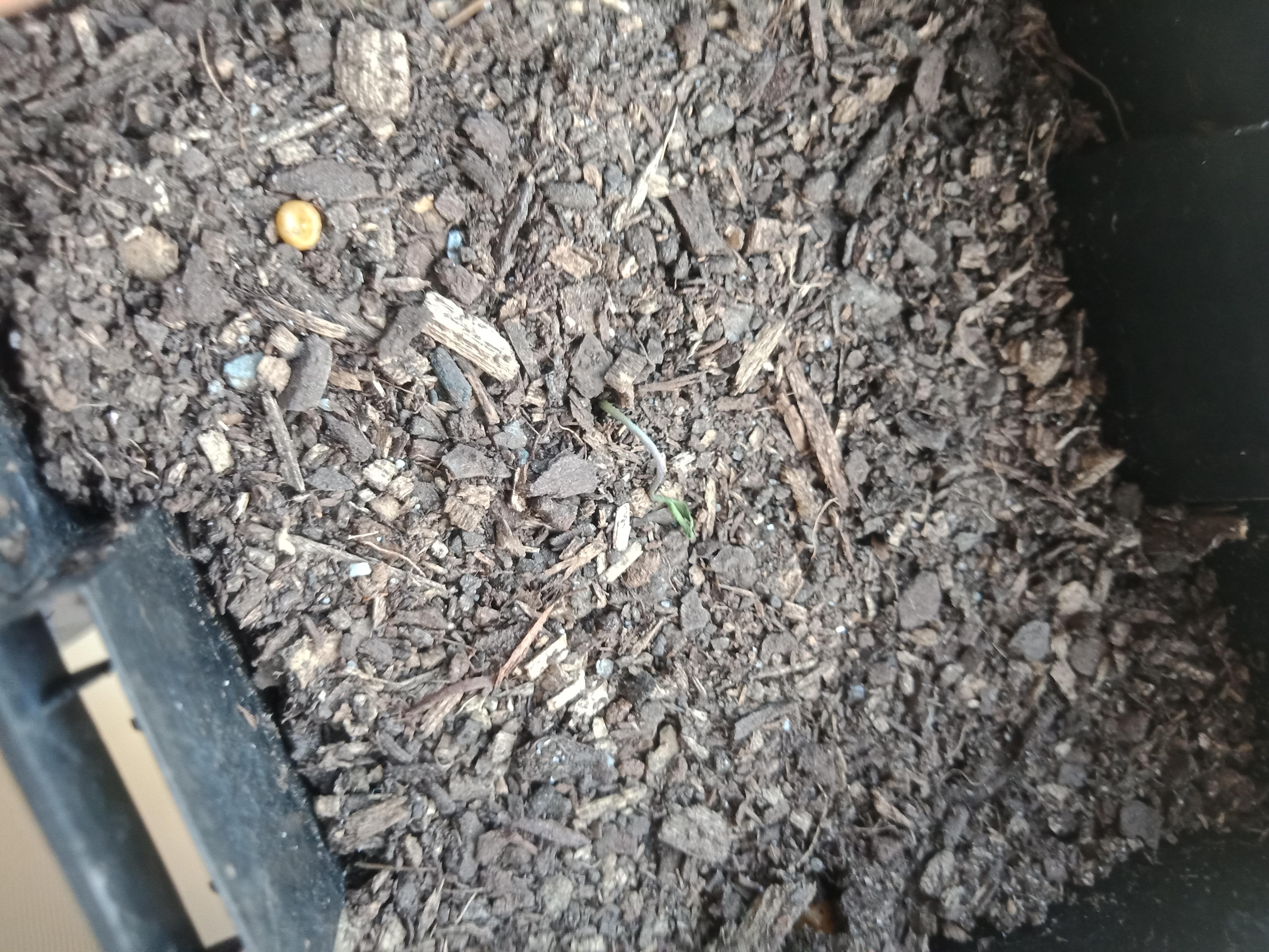 Why do my seedlings keep dying ? r/HotPeppers