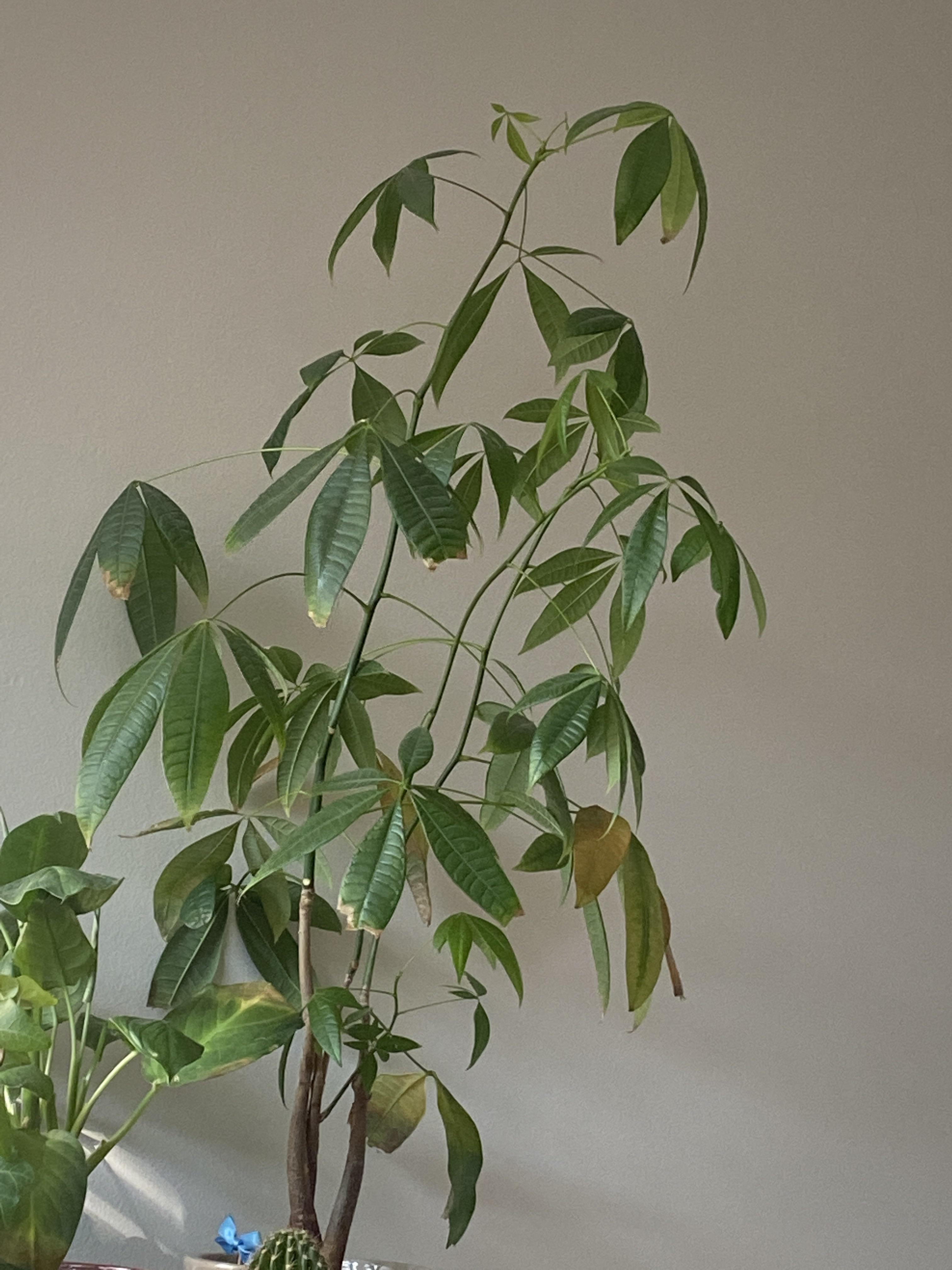 Money tree has droopy leaves that are turning brown. I recently moved homes so it’s in a new