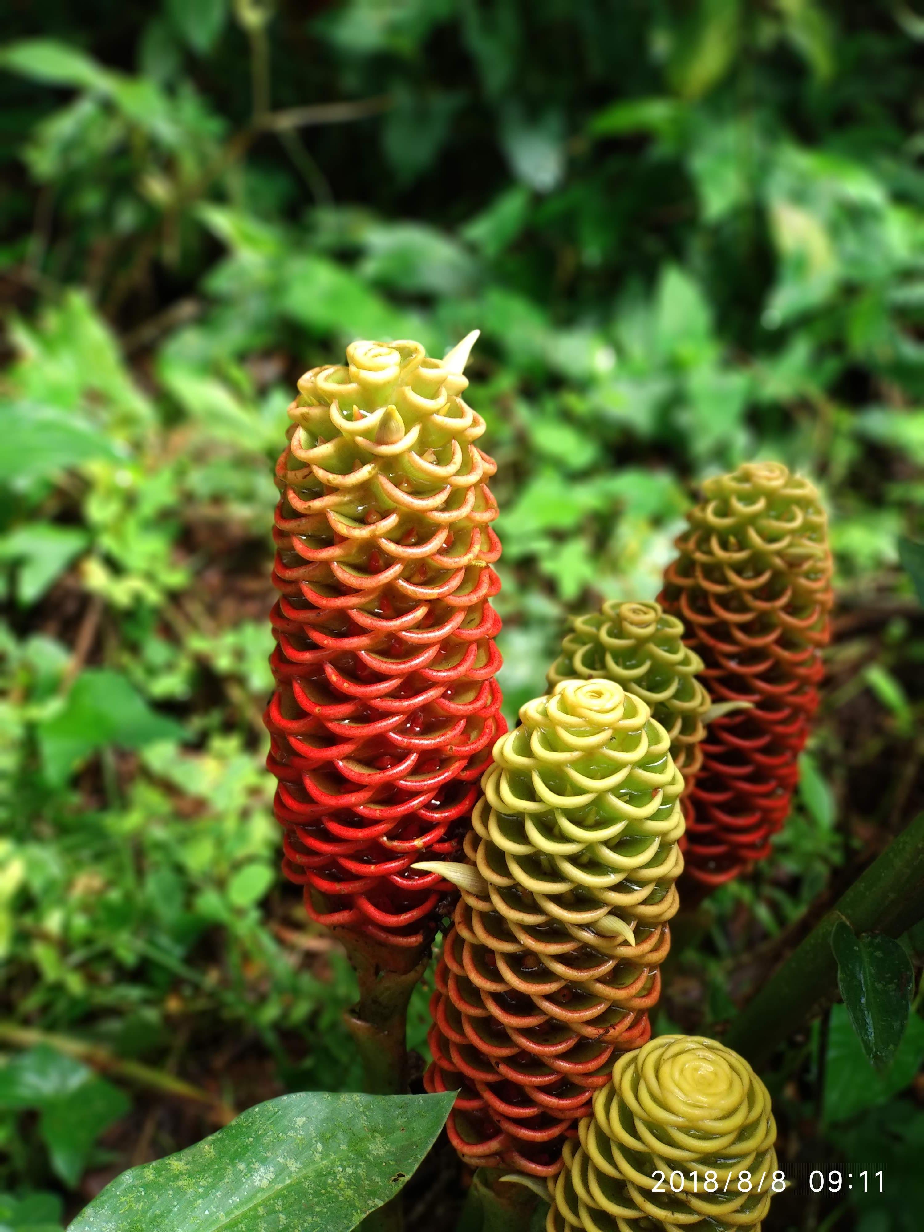 Some beautiful plants in Costa Rica r/MostBeautiful