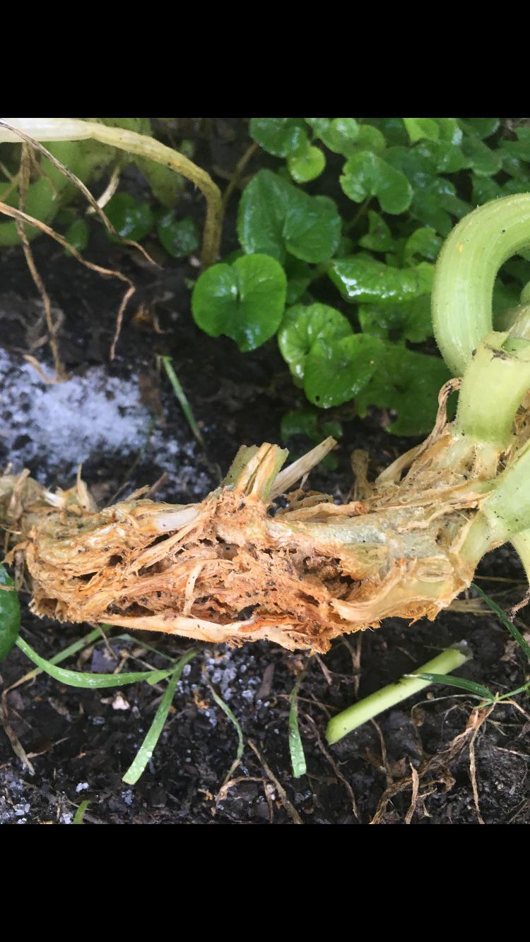 What is eating/killing my poor zucchini? Is there any hope for saving