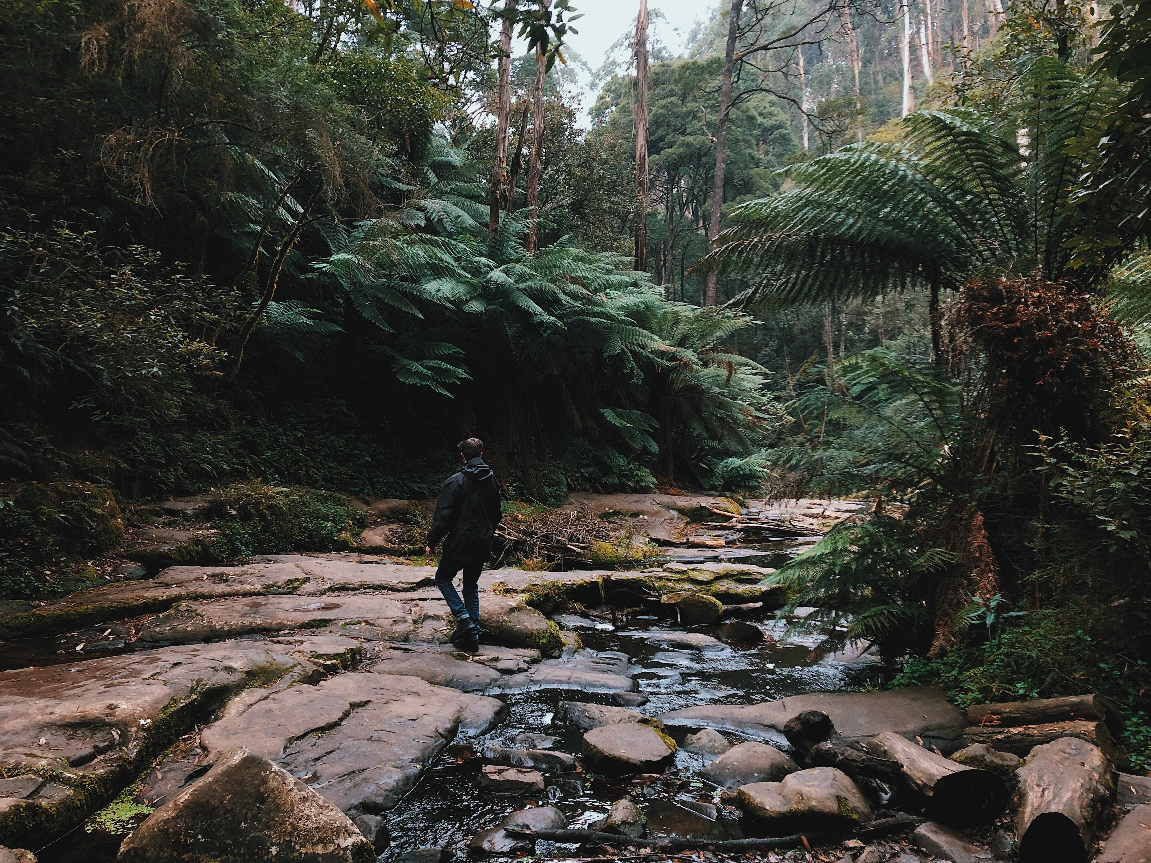 Great Otway National Park in Victoria, Australia r/ruralporn