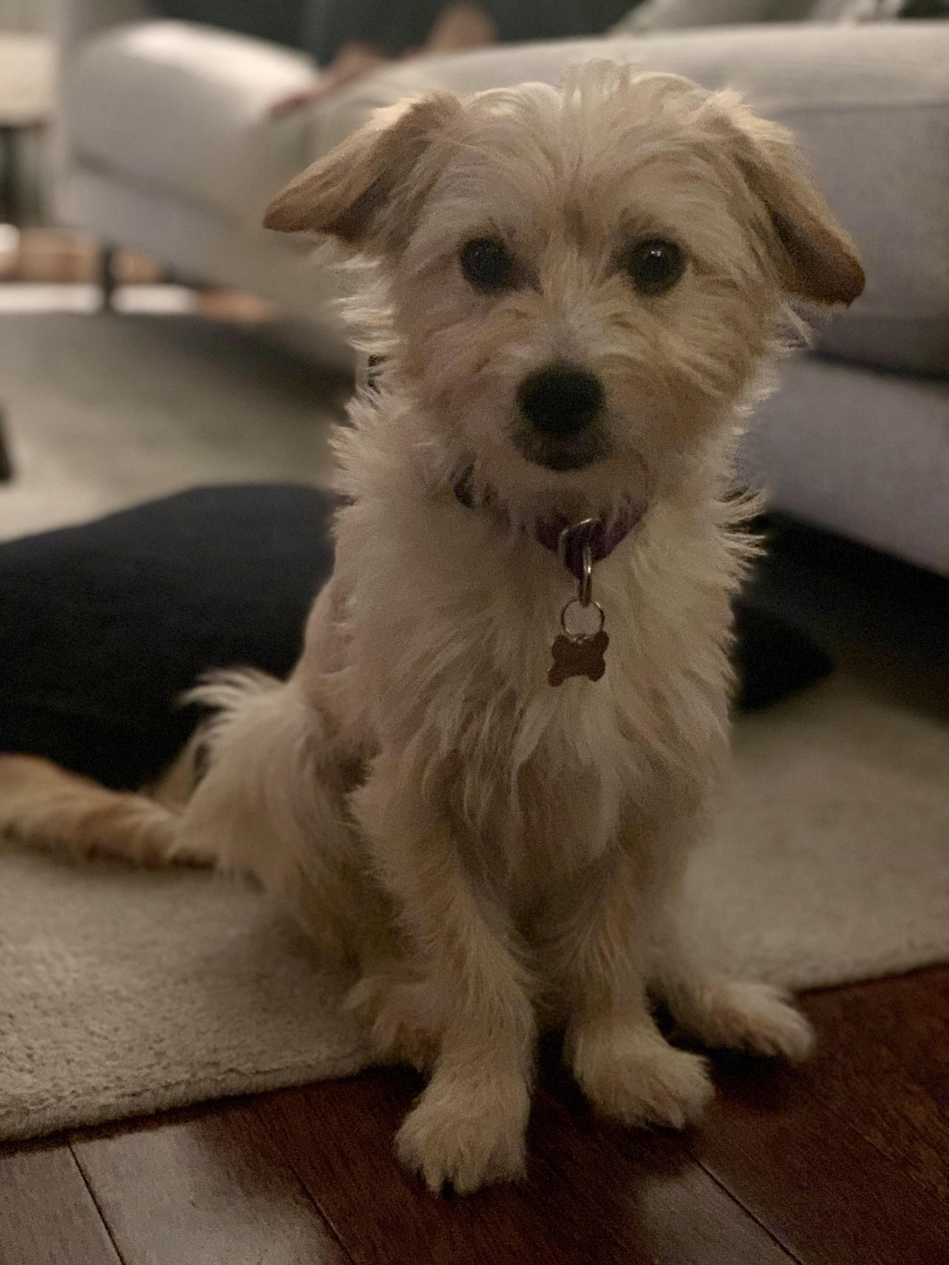 Everyone says Terrier mix but could he be a ChiPoo mix? r/dogbreed