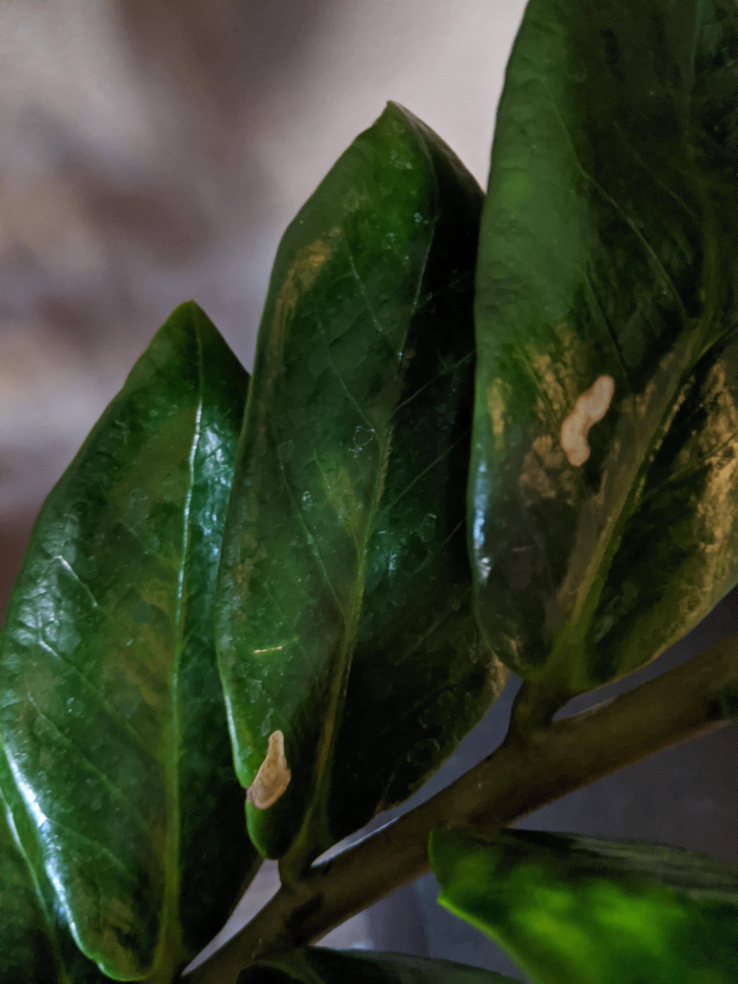 I have a few spots appearing in several places on my zz plant. When we